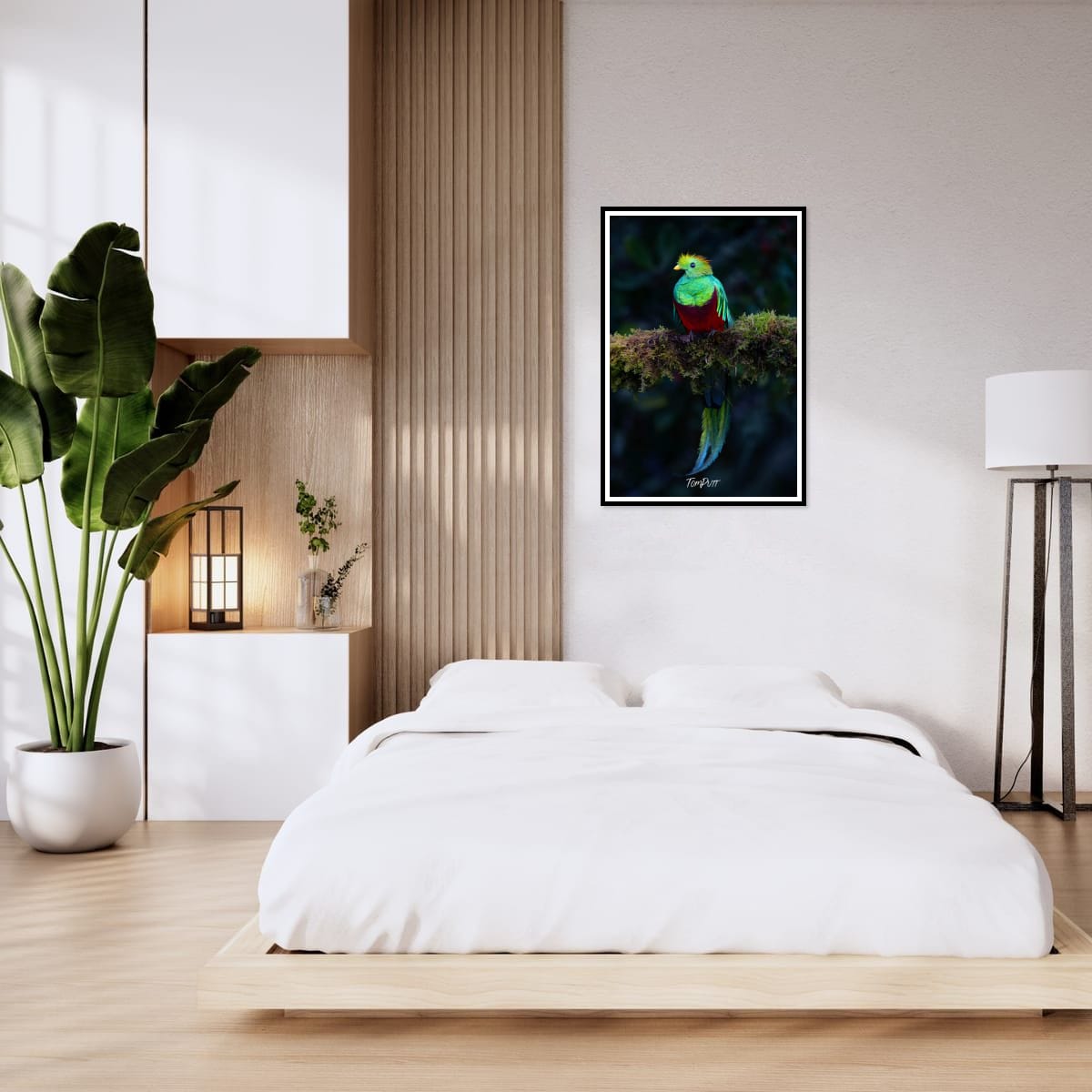 Resplendent Quetzal, Costa Rica