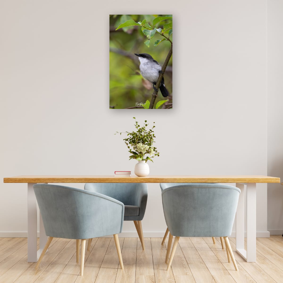 Lookout. Mangrove Robin