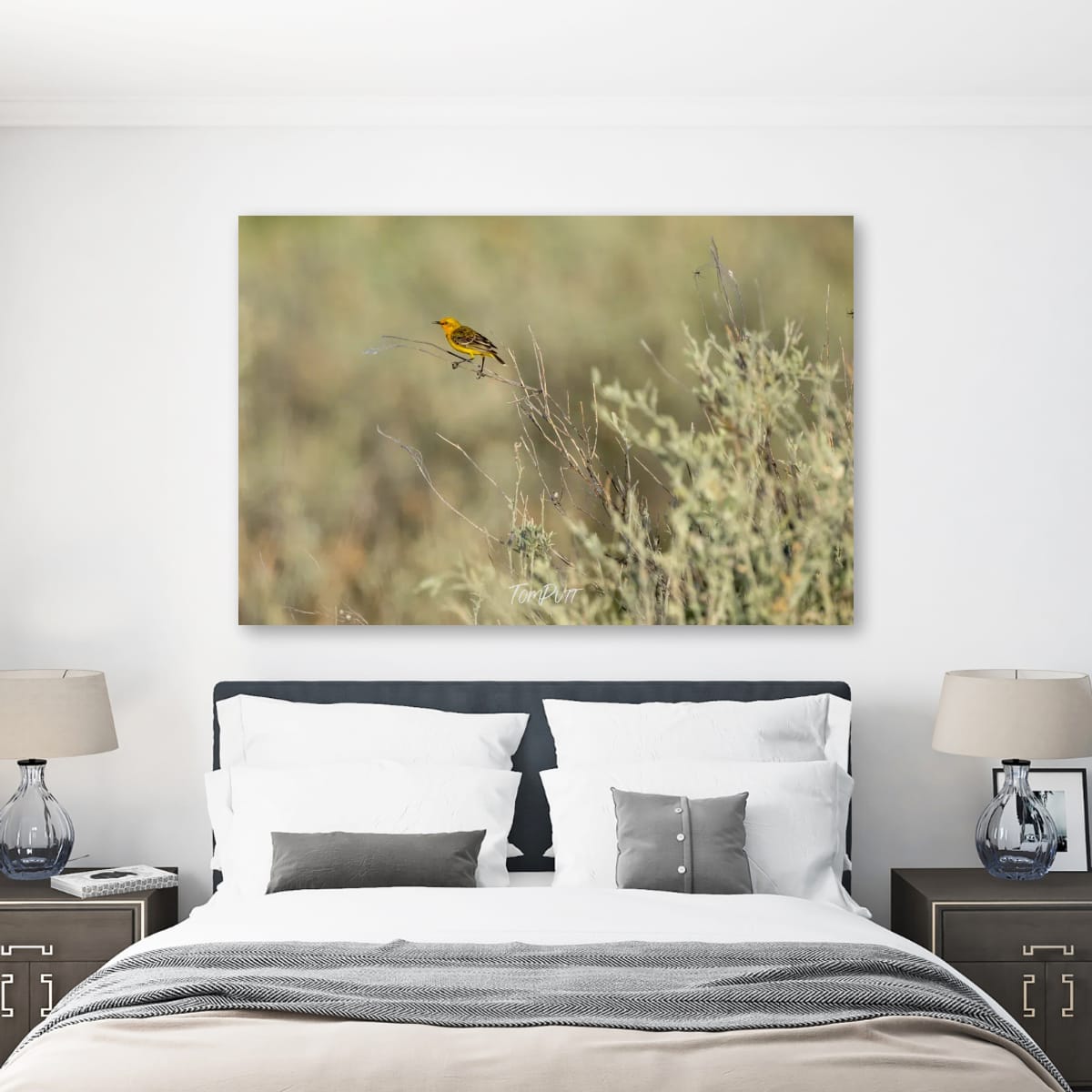 Perched in Focus. Yellow Chat