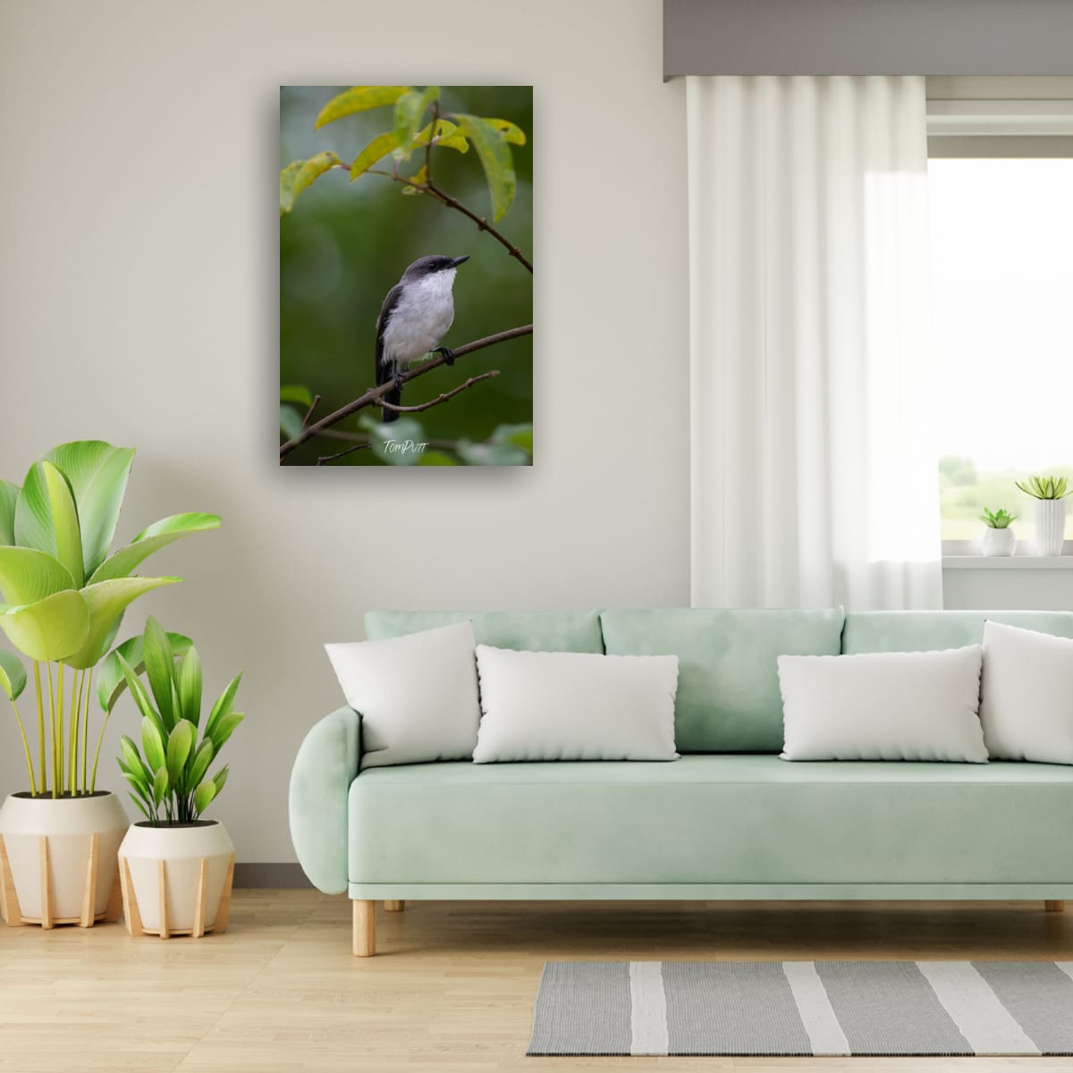 Mangrove Robin at Rest