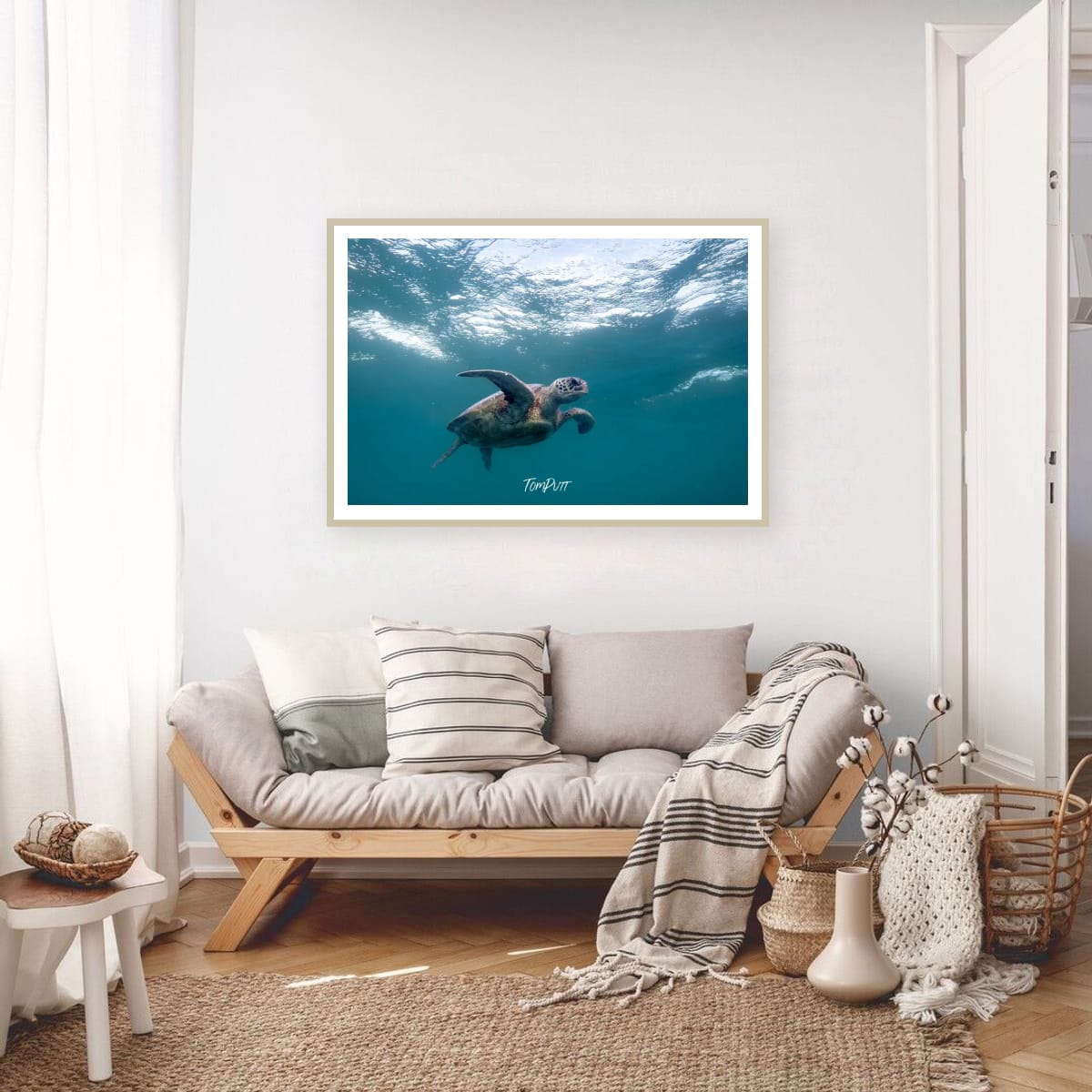 Turtle Determination