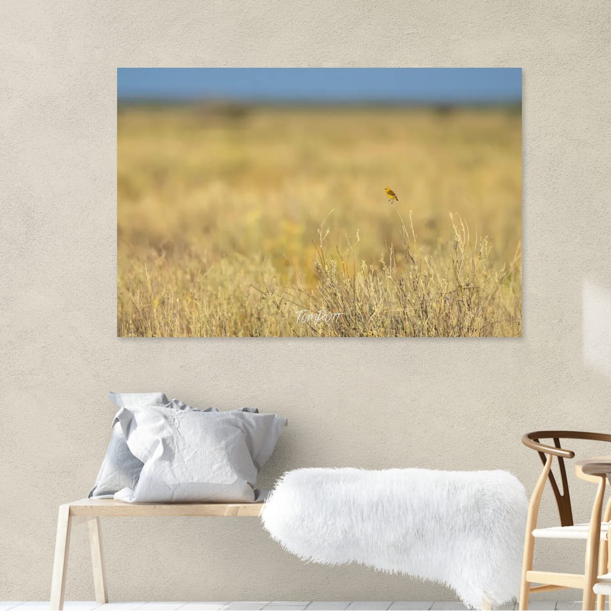 Tiny Gem. Yellow Chat
