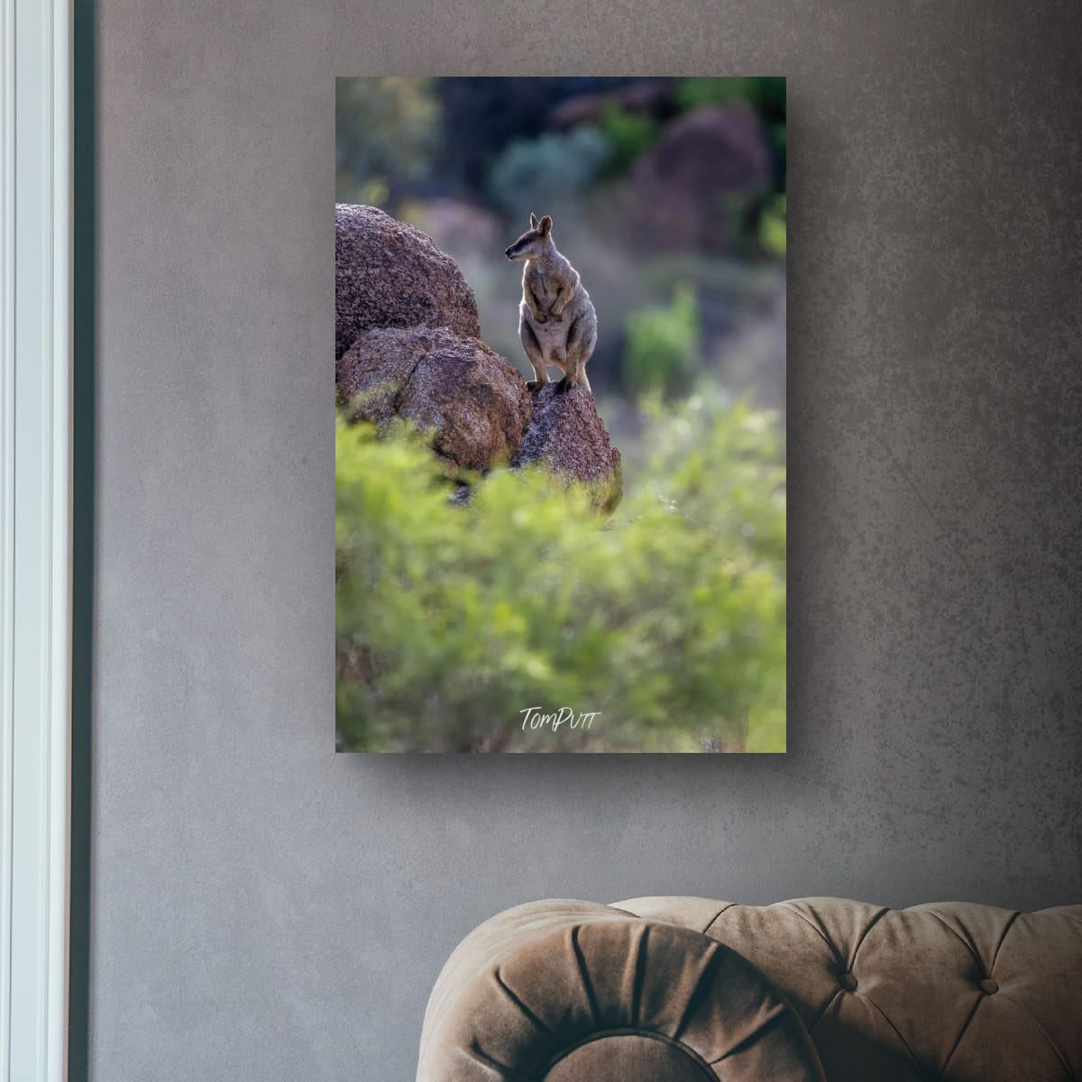 Perched. Purple-Necked Rock Wallaby