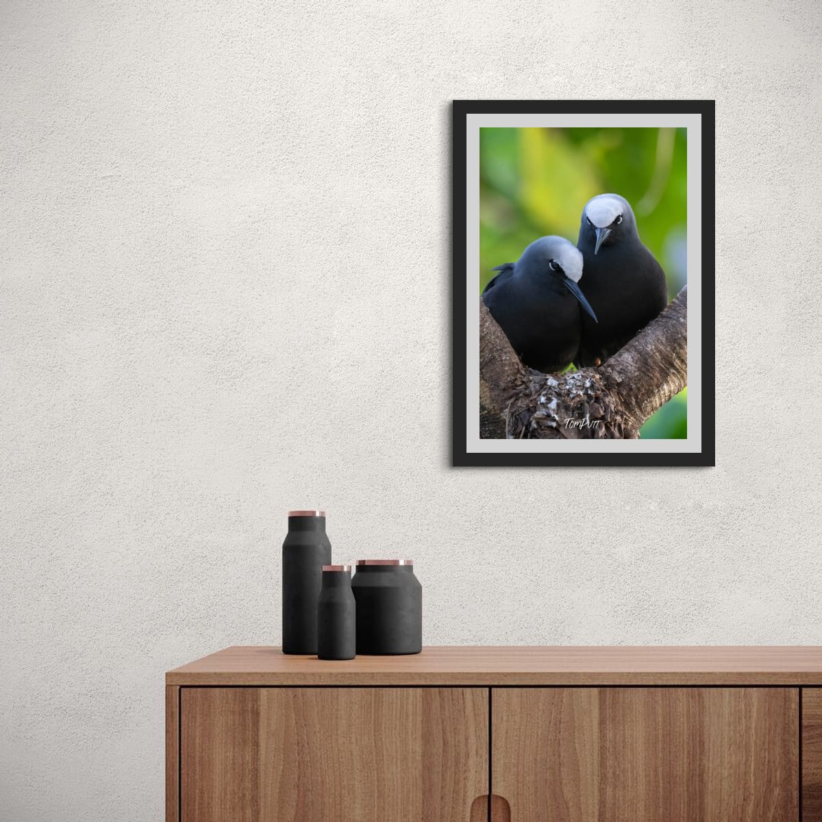 Perched Companions: Black Noddies