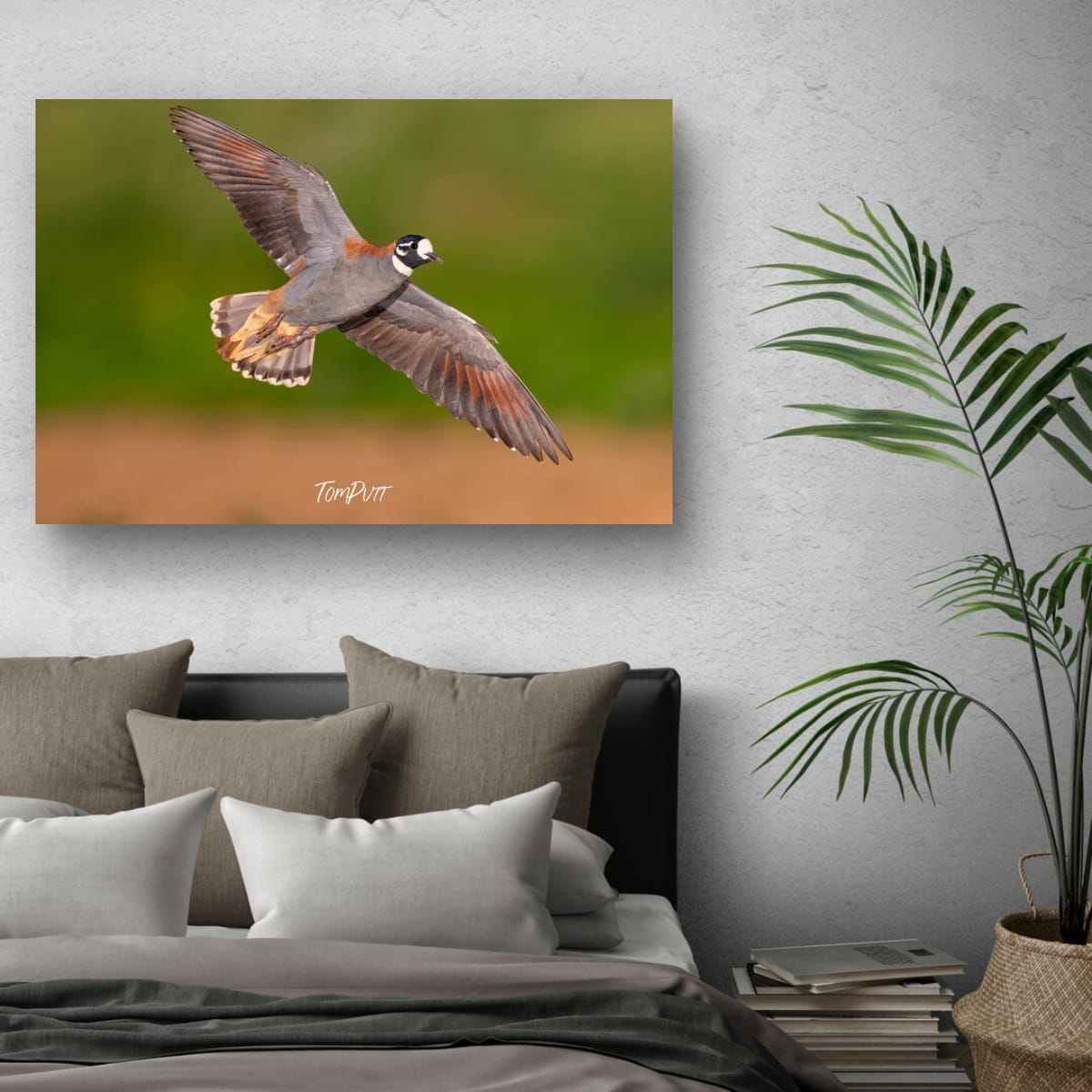 Flock Bronzewing in Flight