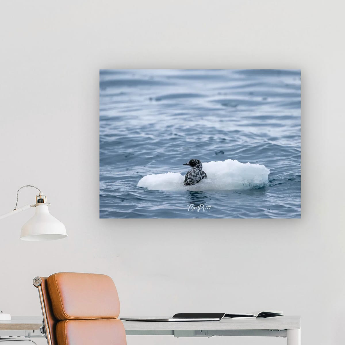 Black Guillemot Afloat, Svalbard