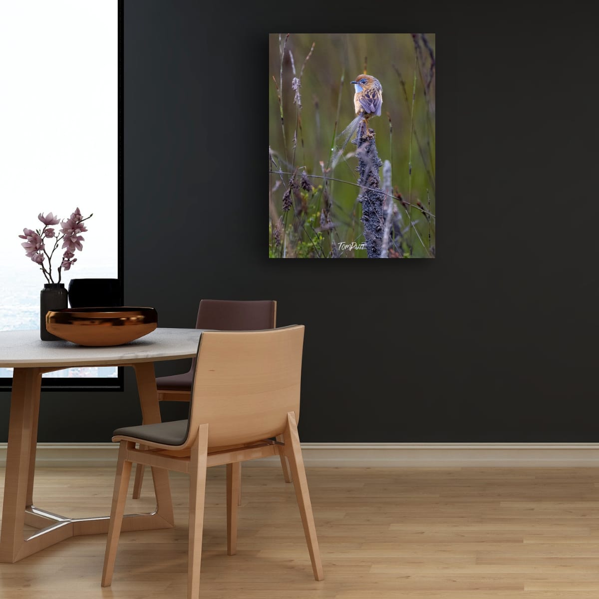 Southern Emu Wren Lookout (male)