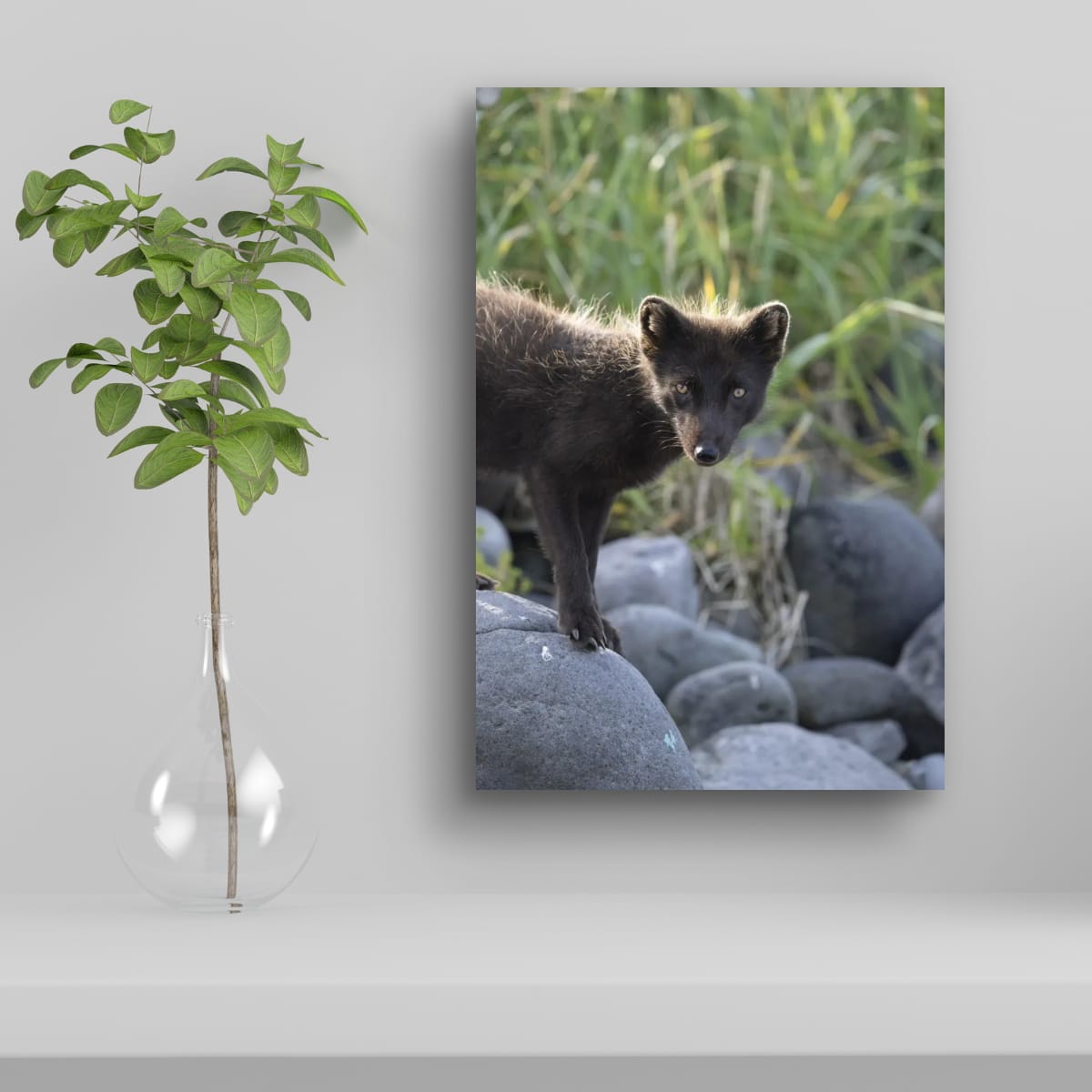 Peeking: Arctic Fox