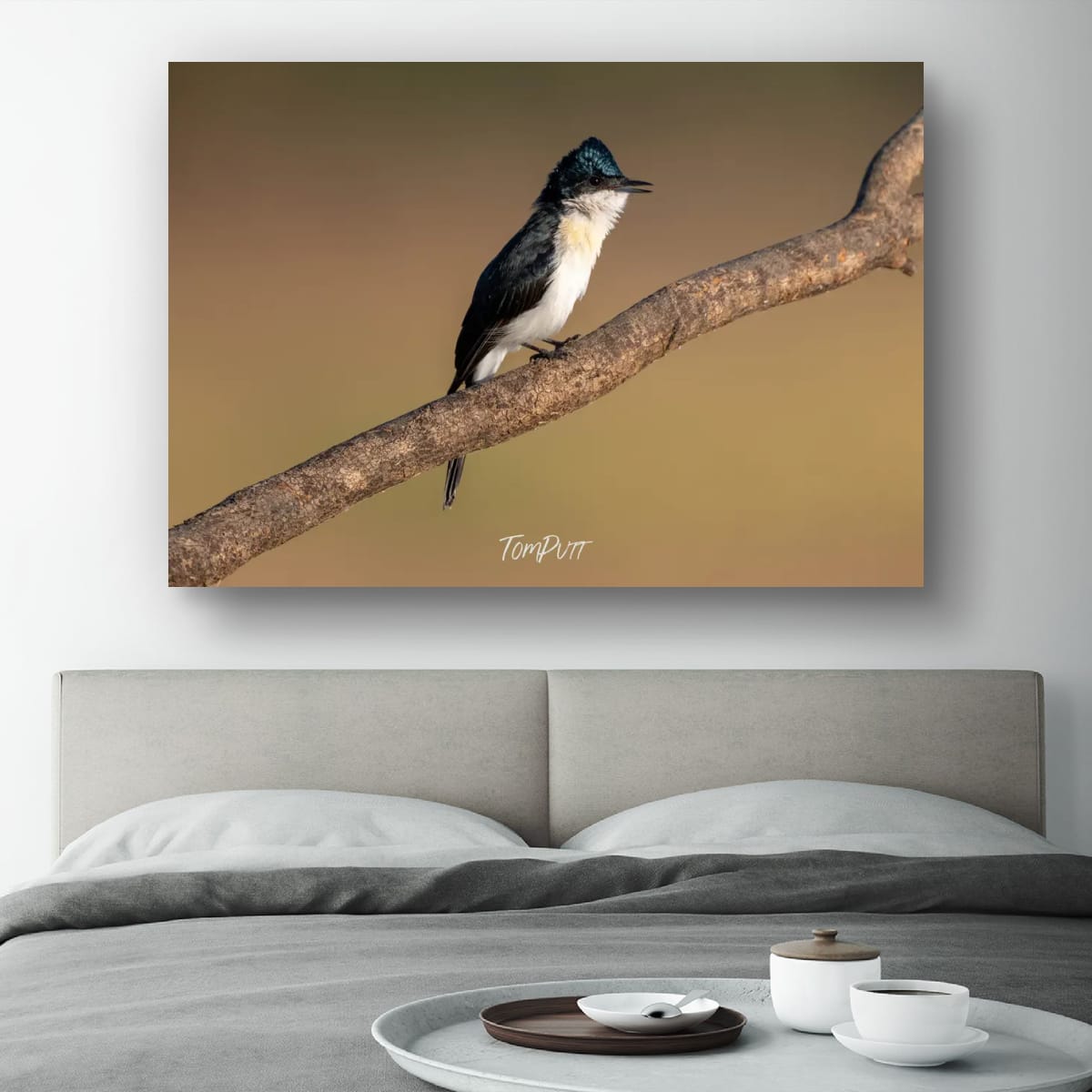 Poised. Paperbark Flycatcher