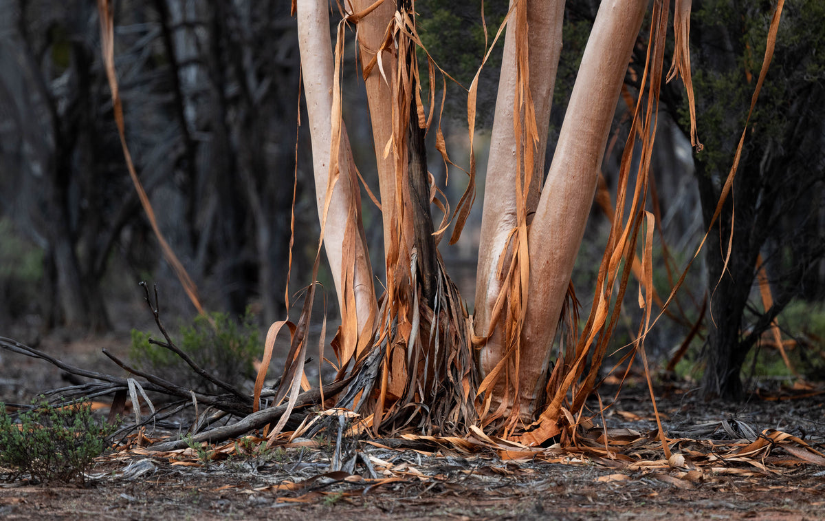 Draped, Western Australia