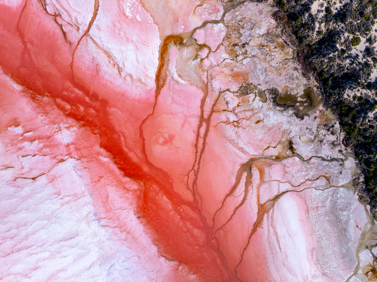 Rose Landscape, Hutt Lagoon, Western Australia