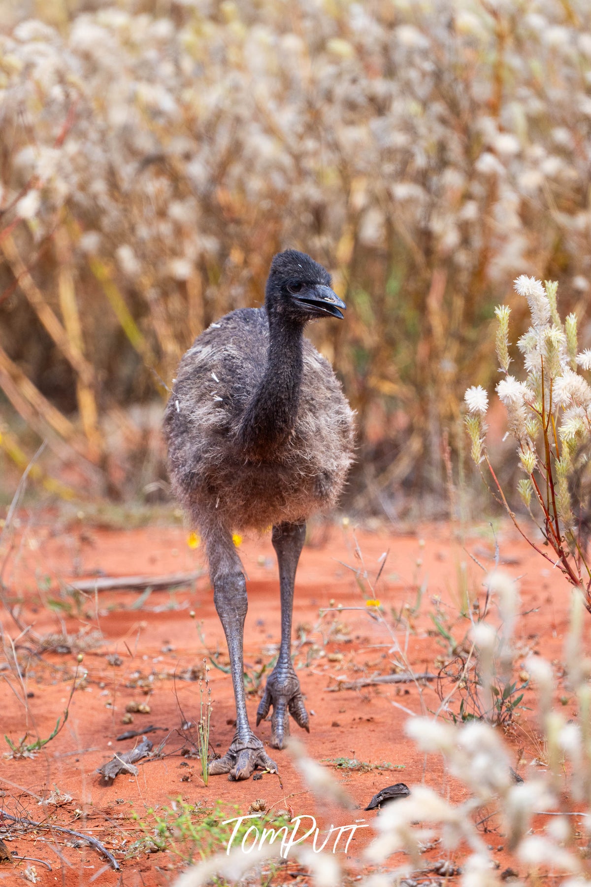 Emu chick