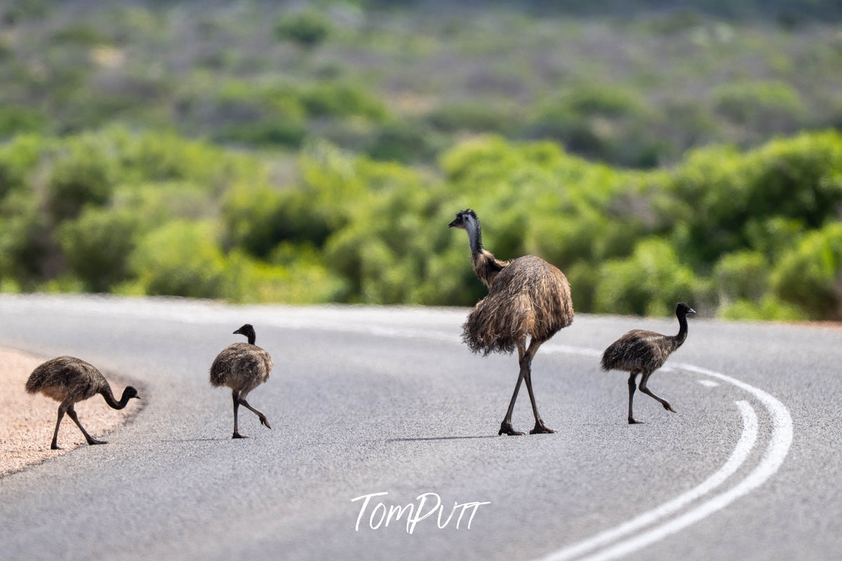 Emu dad crosses with chicks across the road