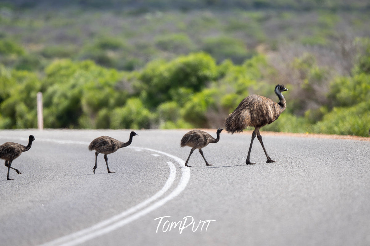 Emu dad crosses with chicks across the road #2