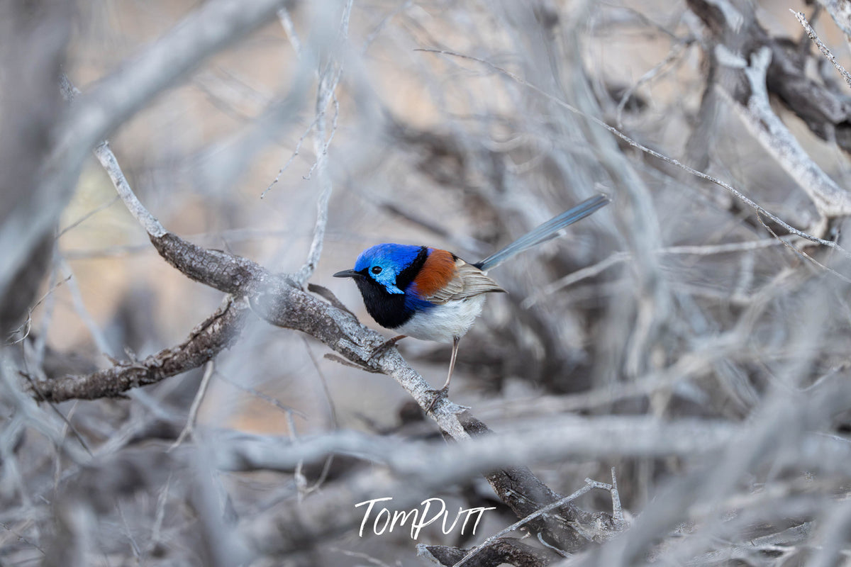 An hidden Purple-backed Fairy Wren (male)