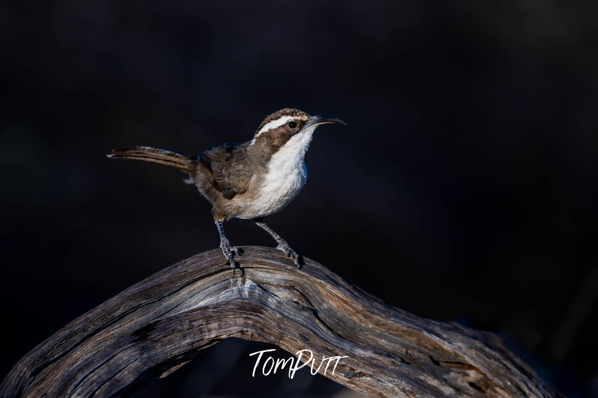 White-browed Babbler