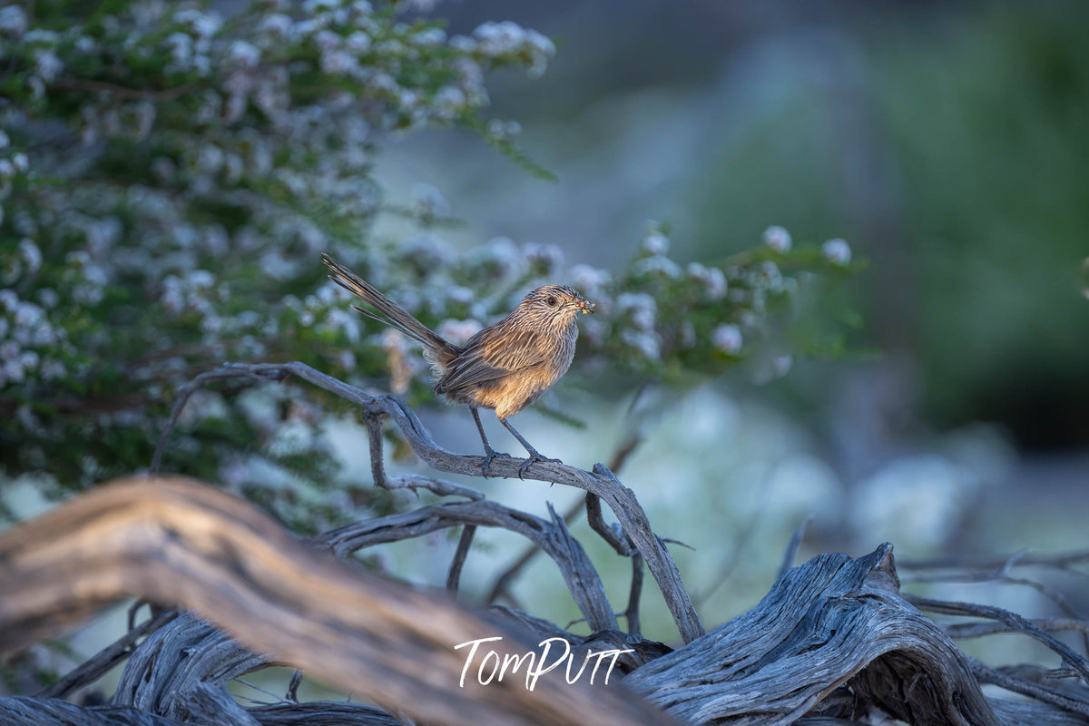 Western Grasswren look back, Monkey Mia, WA