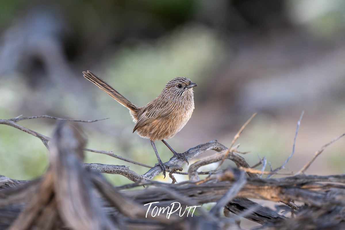 Western Grasswren posing, Monkey Mia, WA