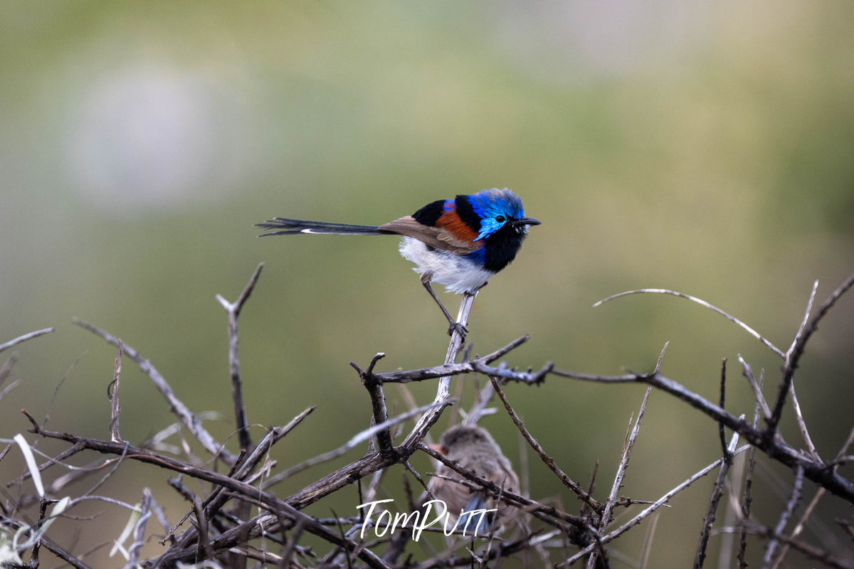 Purple-backed Fairy Wren (male)