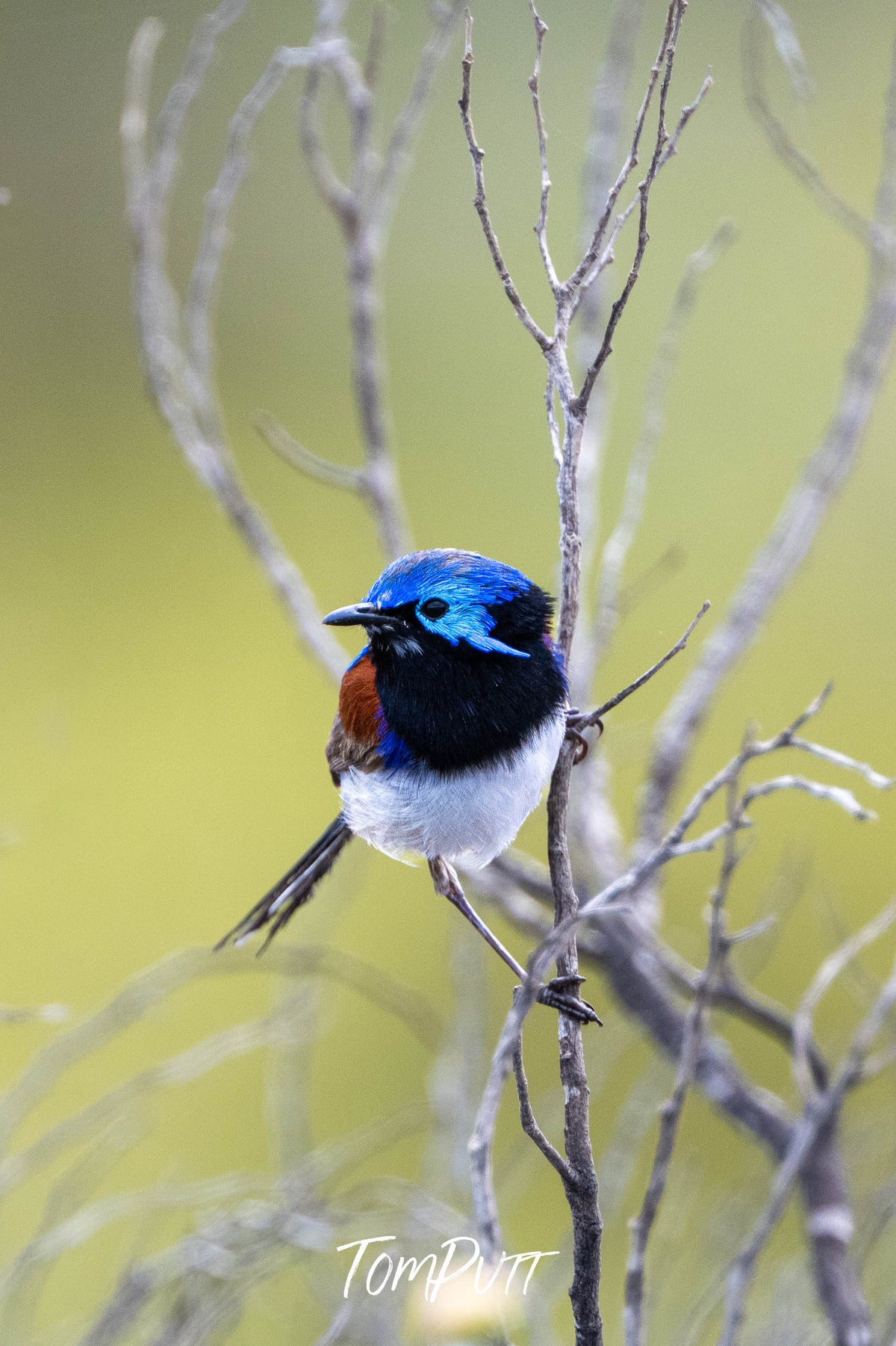 An inquisitive Purple-backed Fairy Wren (male)