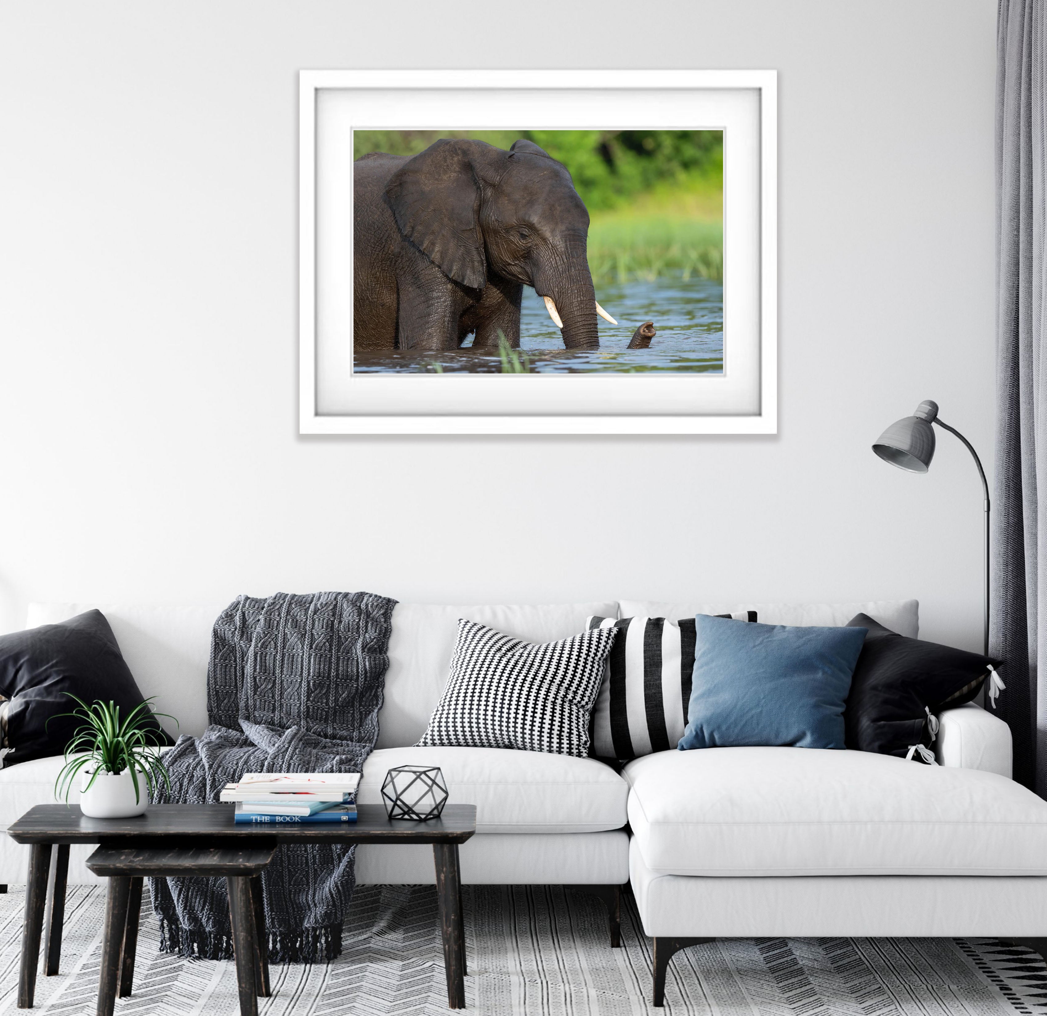 Elephant bathing, Chobe River, Botswana