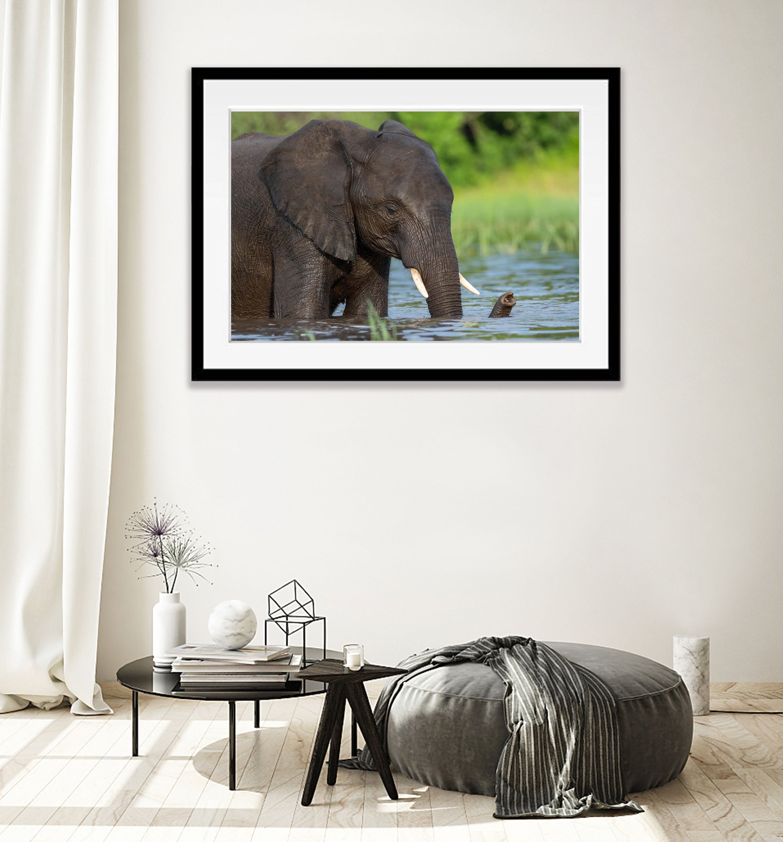 Elephant bathing, Chobe River, Botswana