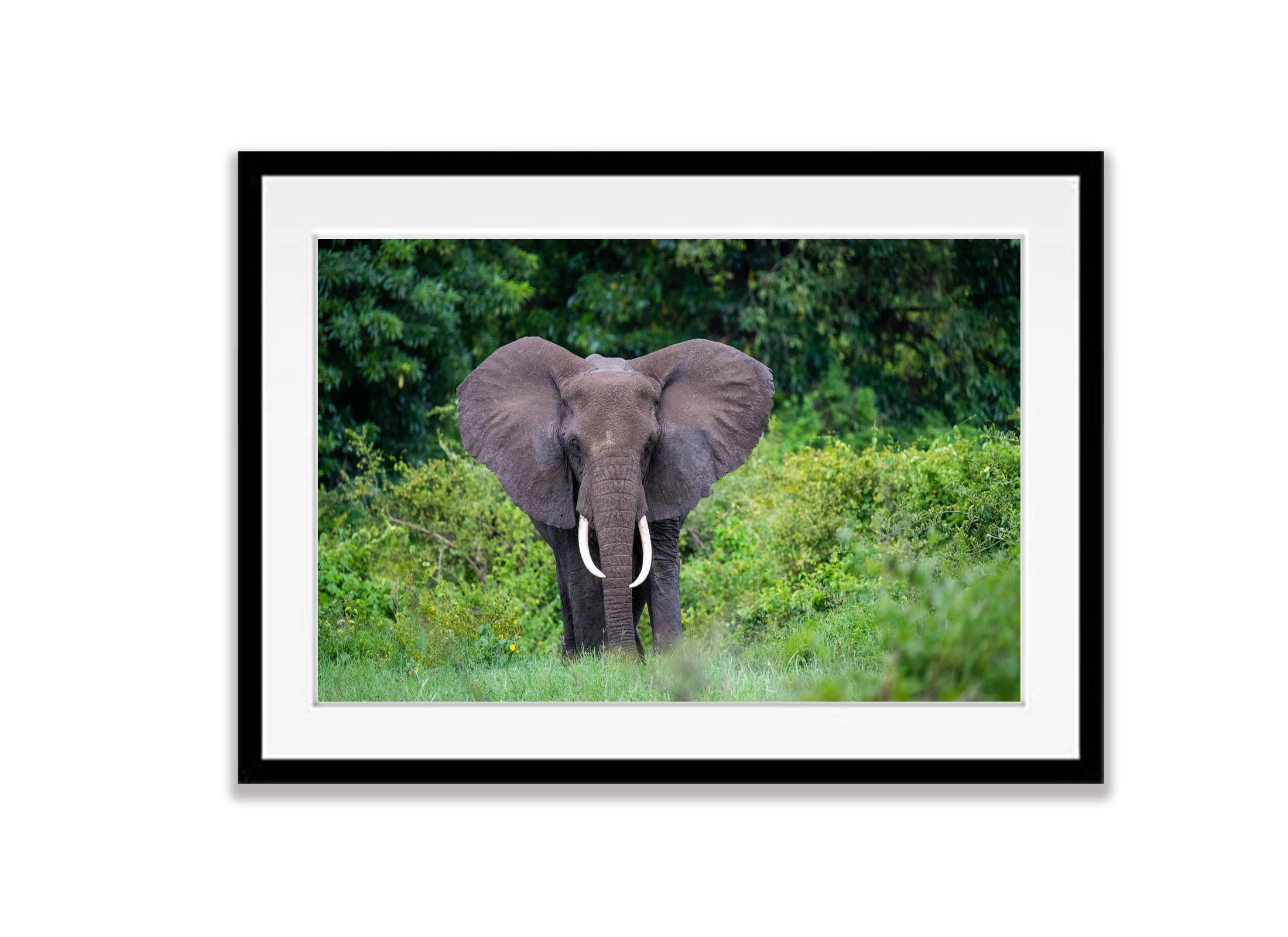 Elephant in the jungle, Ngorongoro Crater, Tanzania
