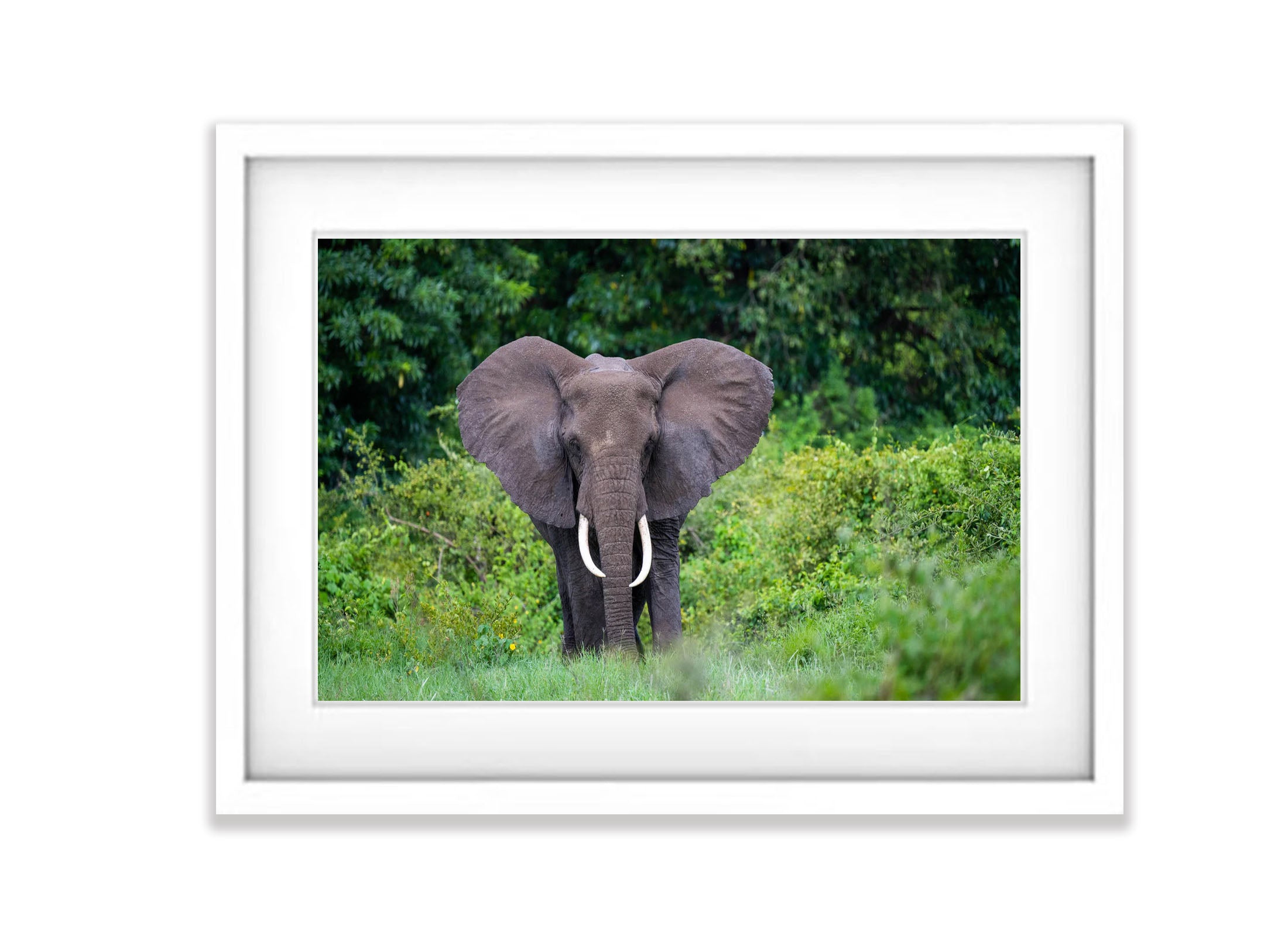 Elephant in the jungle, Ngorongoro Crater, Tanzania