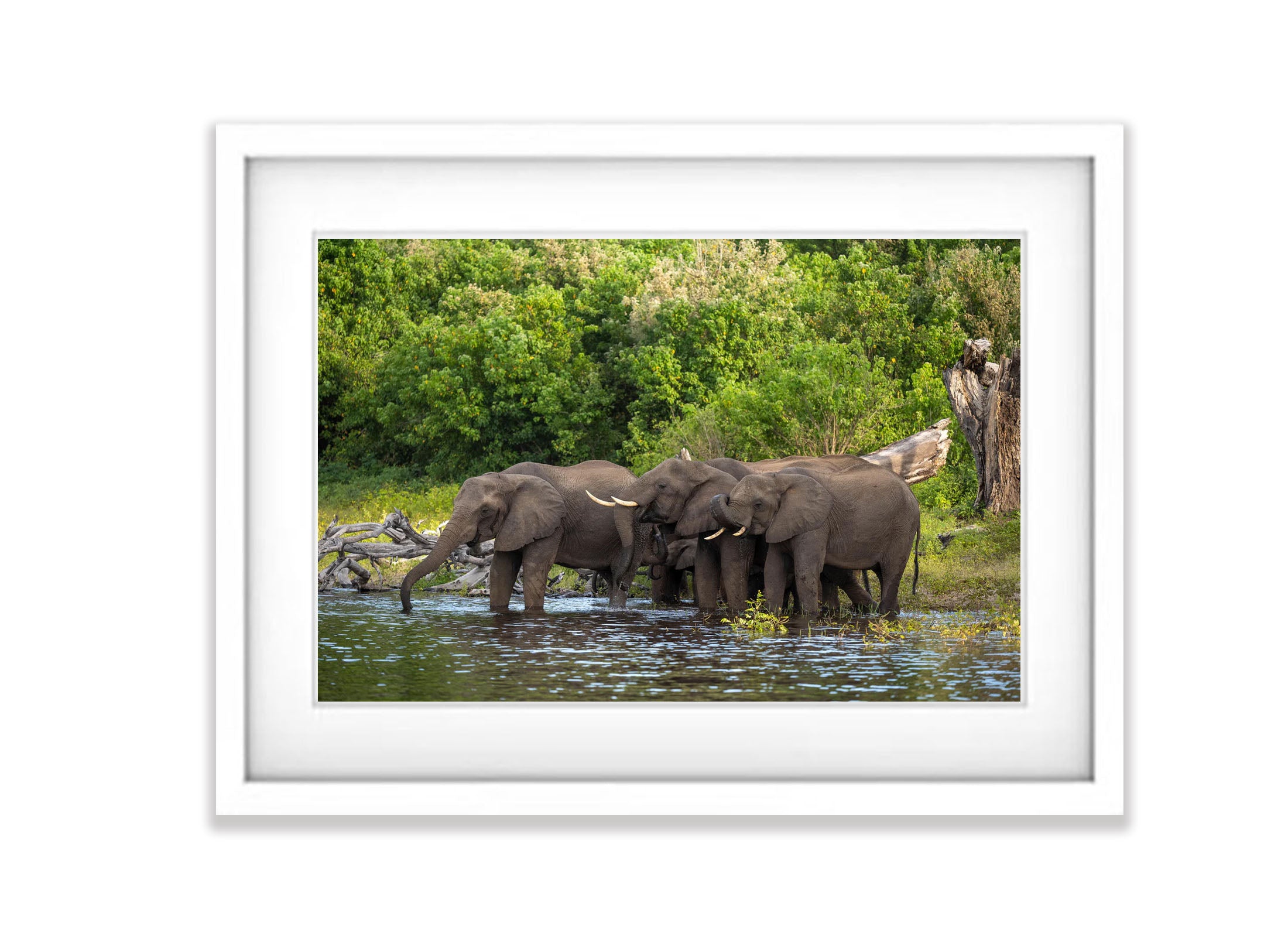 Elephants Drinking, Chobe River, Botswana