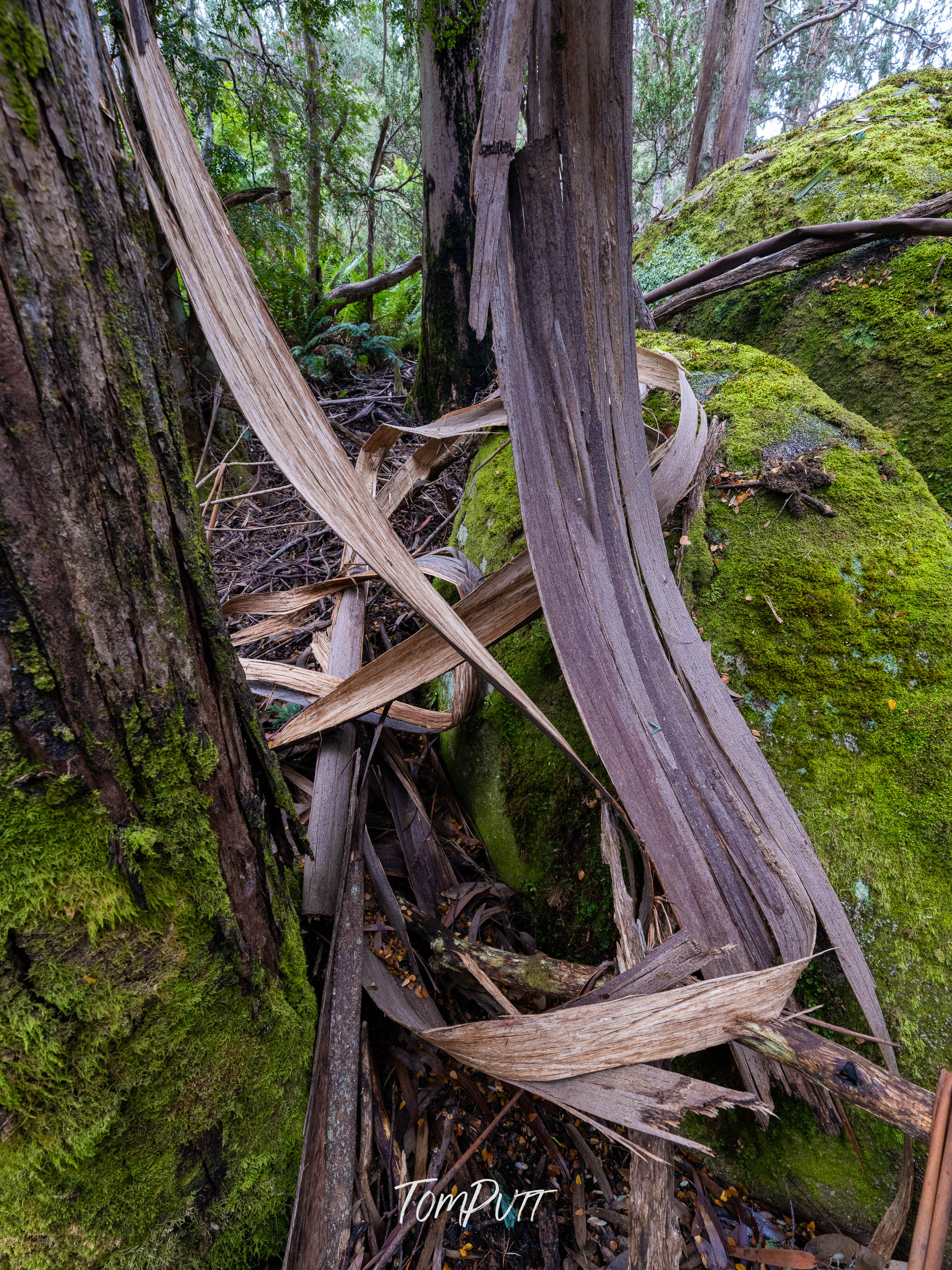 Boulders, Moss and Bark, Mt Baw Baw