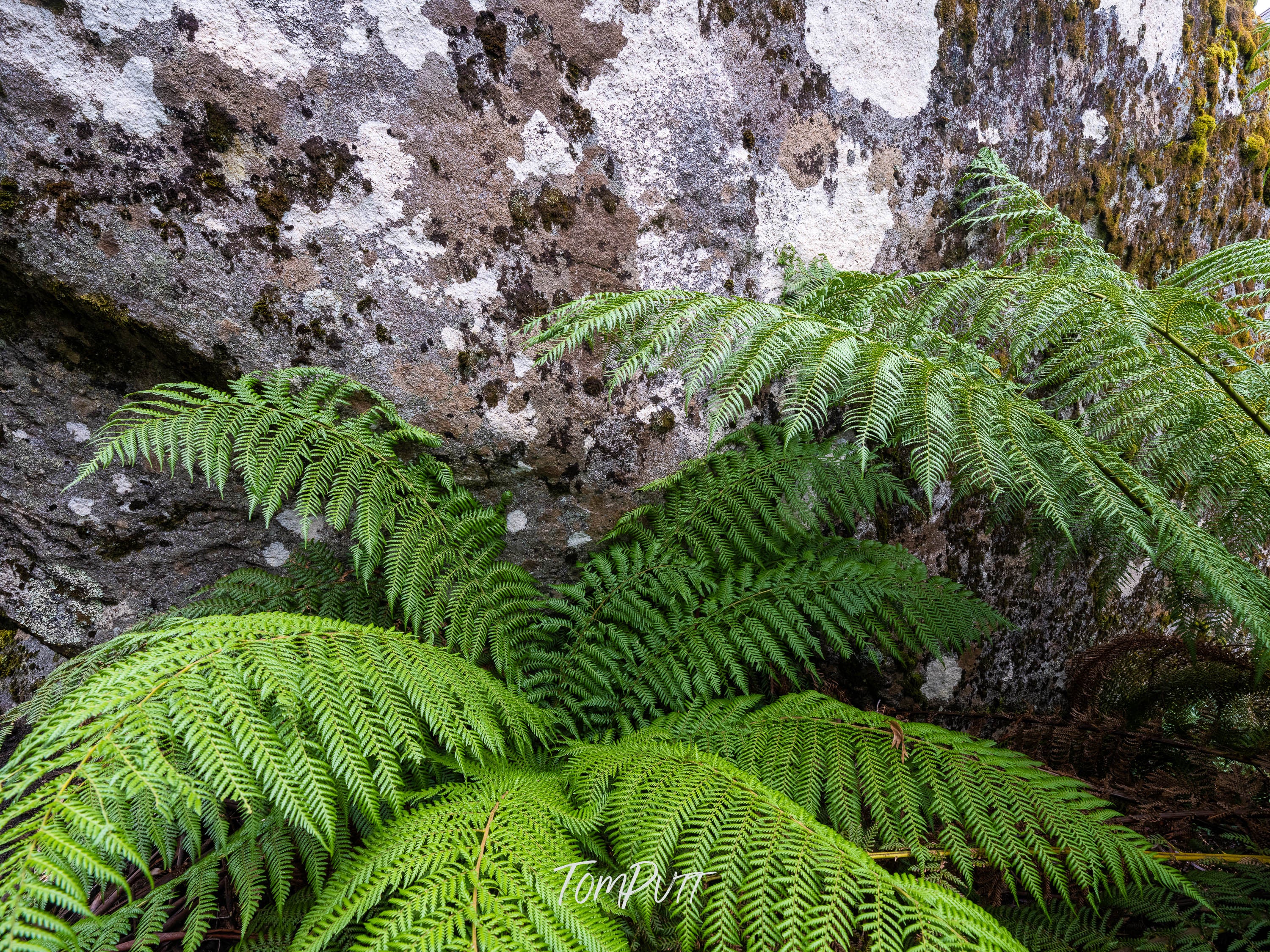 Ferns and Boulders, Mt Baw Baw