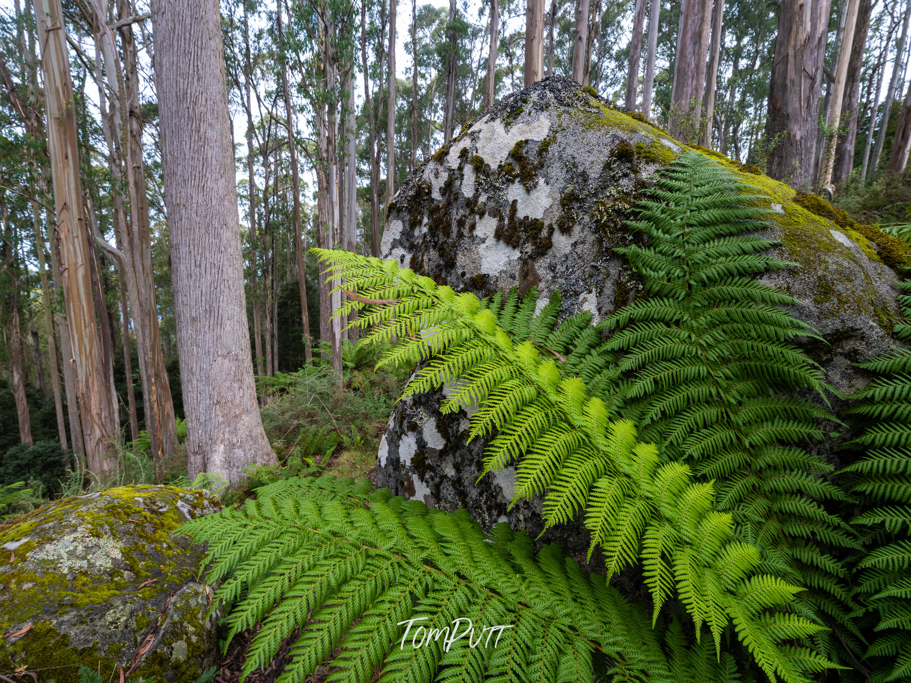 Forest Giants, Mt Baw Baw