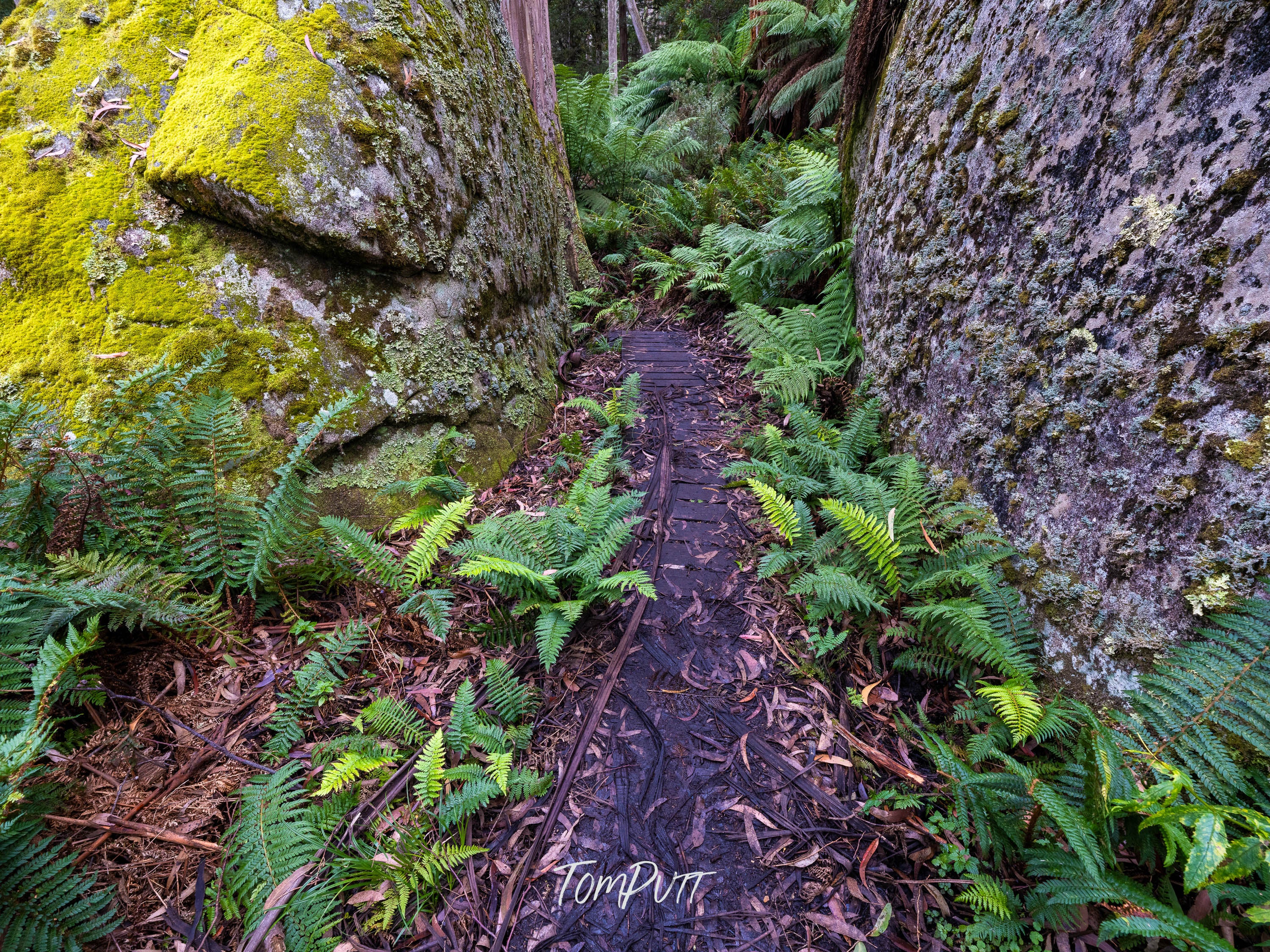 Forest Path, Mt Baw Baw