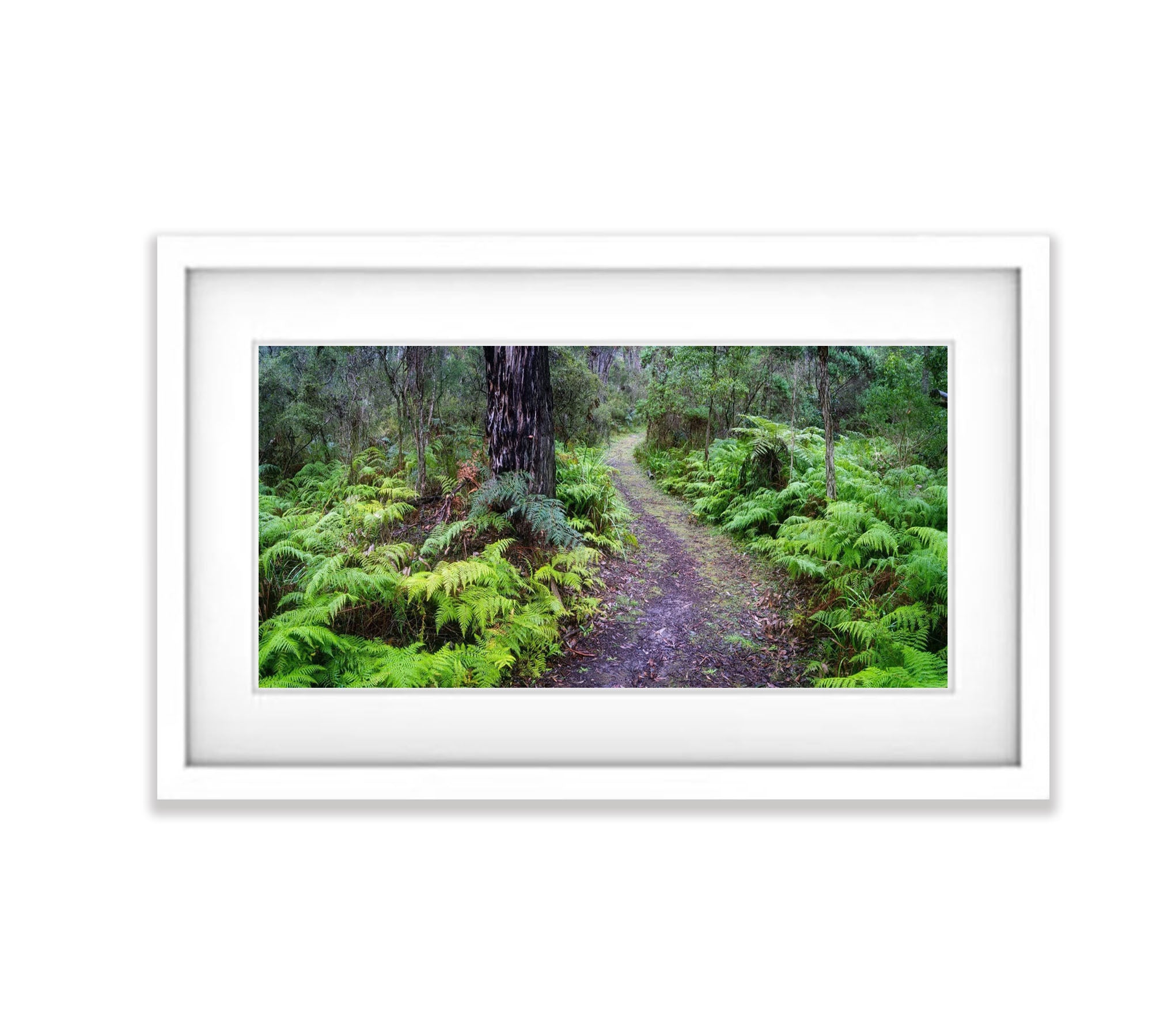 Fern Pathway, Main Ridge, Mornington Peninsula, VIC