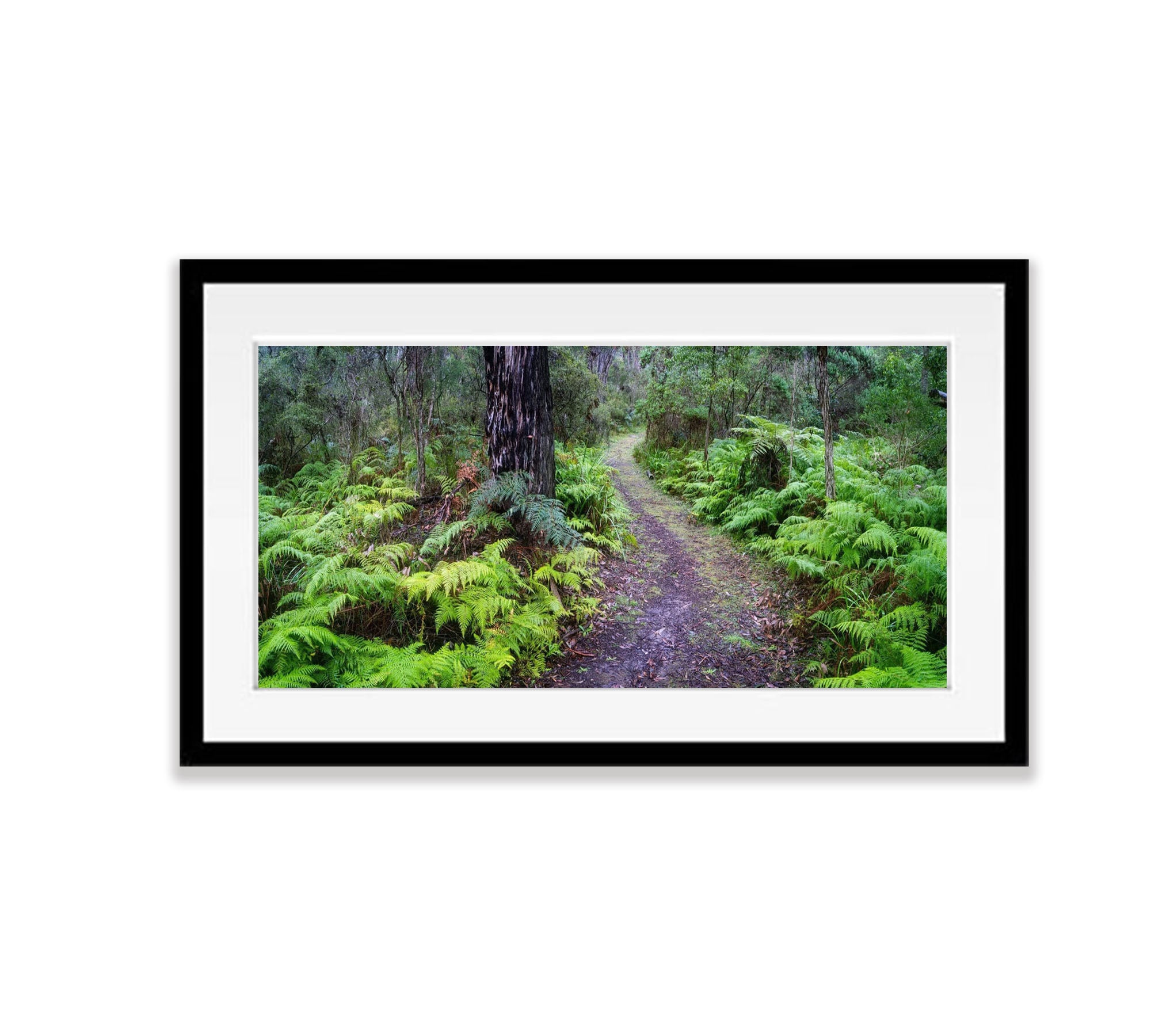 Fern Pathway, Main Ridge, Mornington Peninsula, VIC