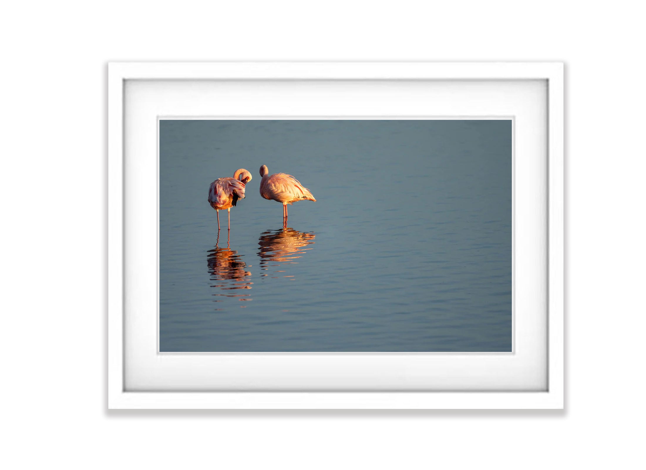 Flamingoes Preening, Ndutu Lake, Tanzania