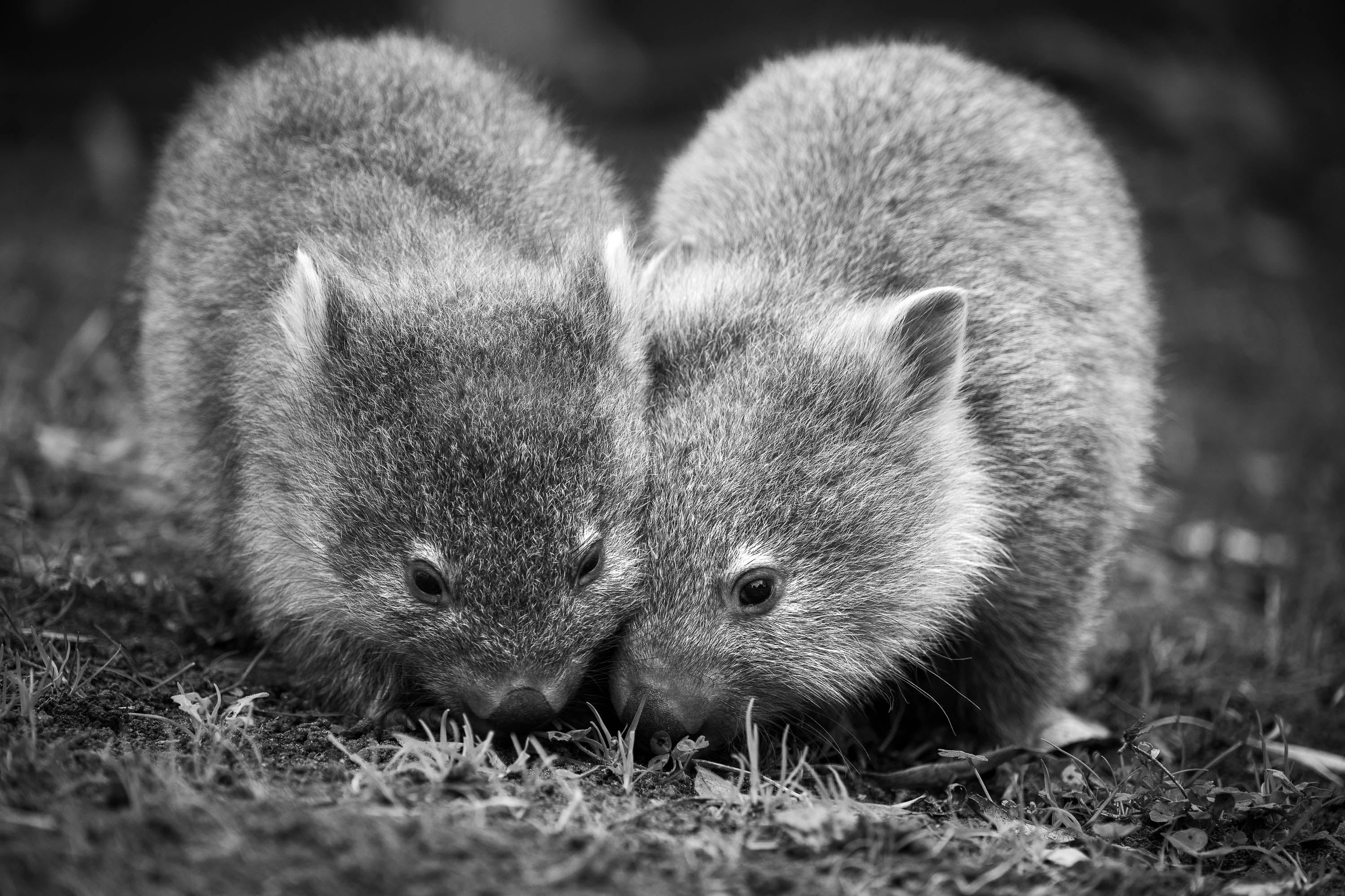 Brotherly Love, Flinders Island, Tasmania