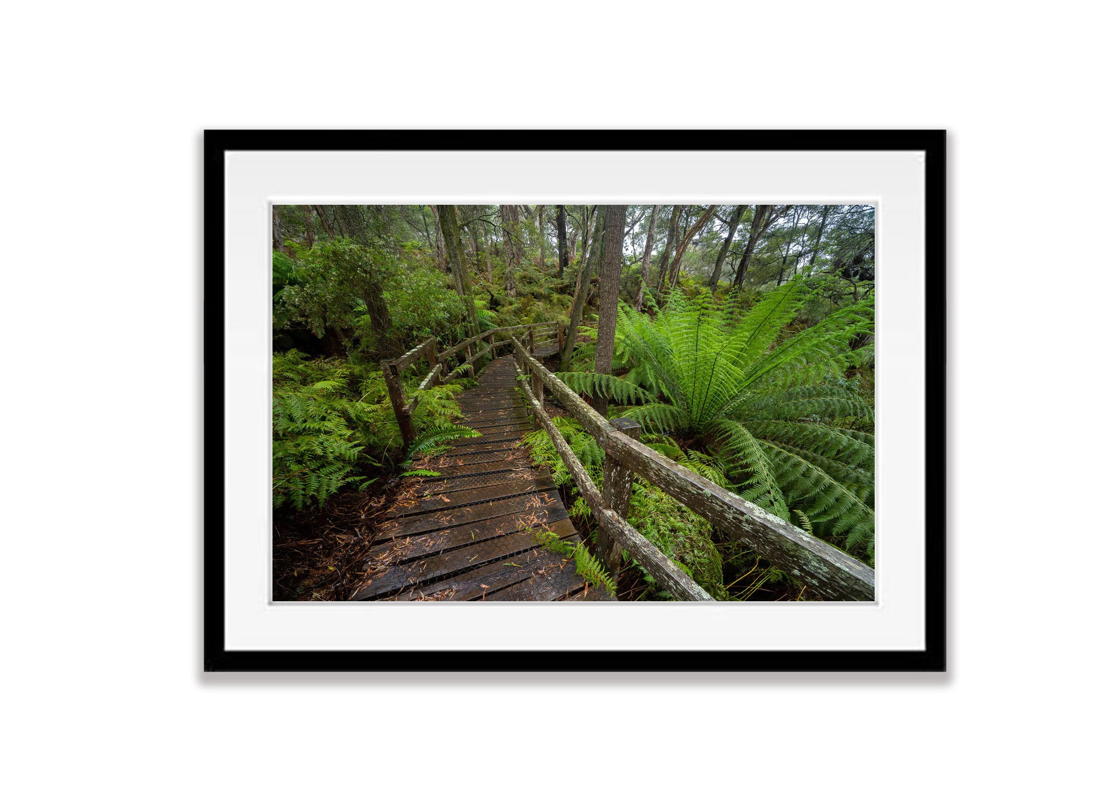 Forest Bridge, Green's Bush, Mornington Peninsula