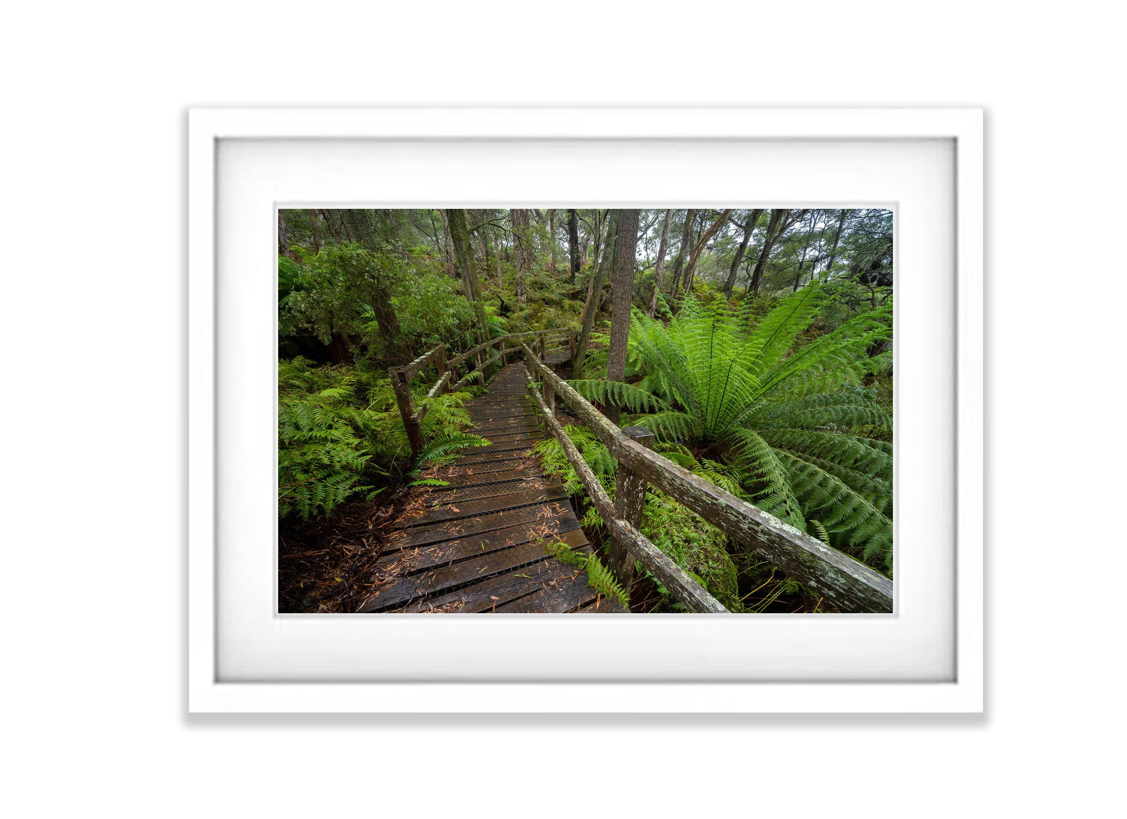 Forest Bridge, Green's Bush, Mornington Peninsula