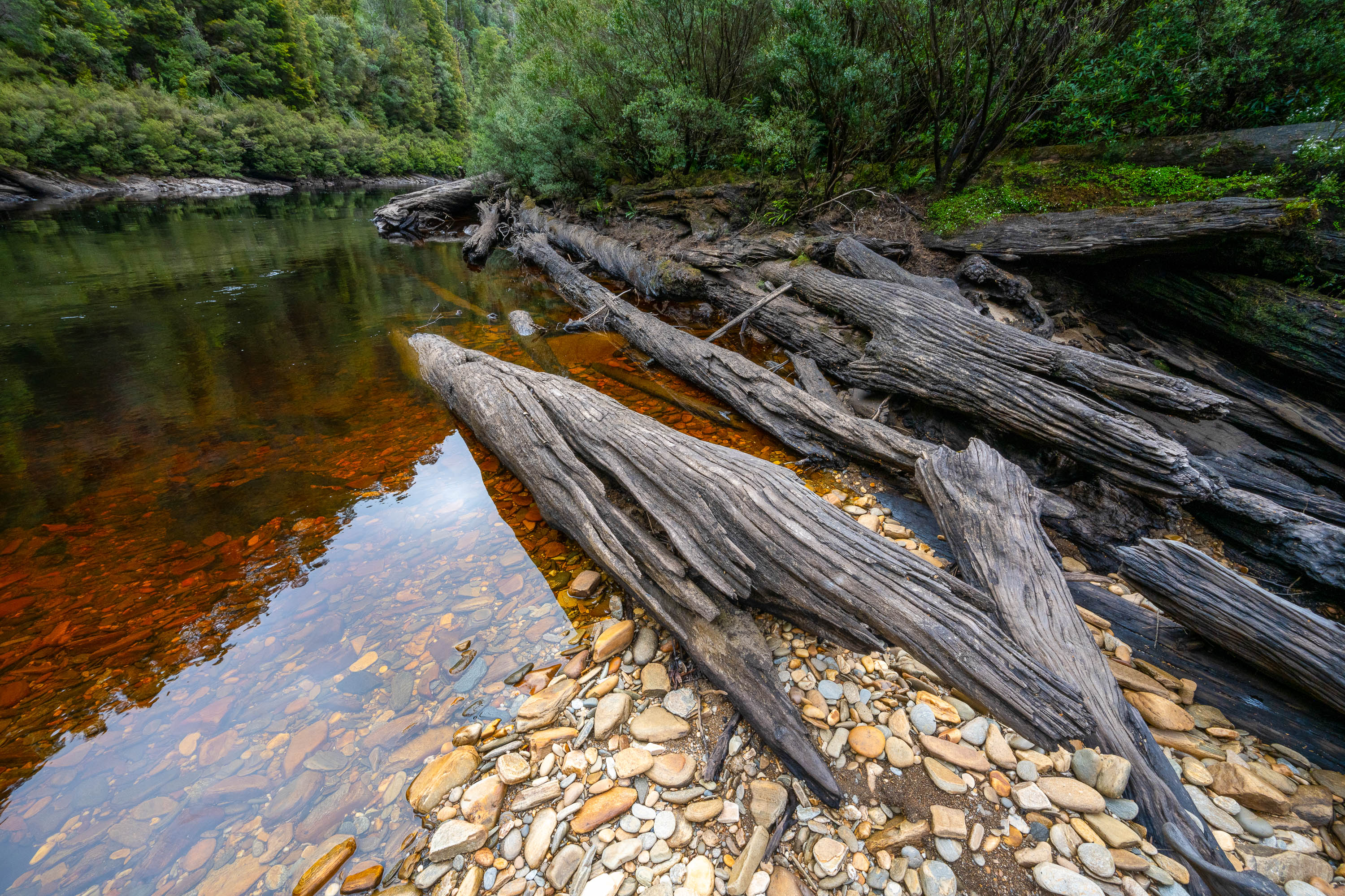 Logs on the The Franklin River No.5, Tasmania