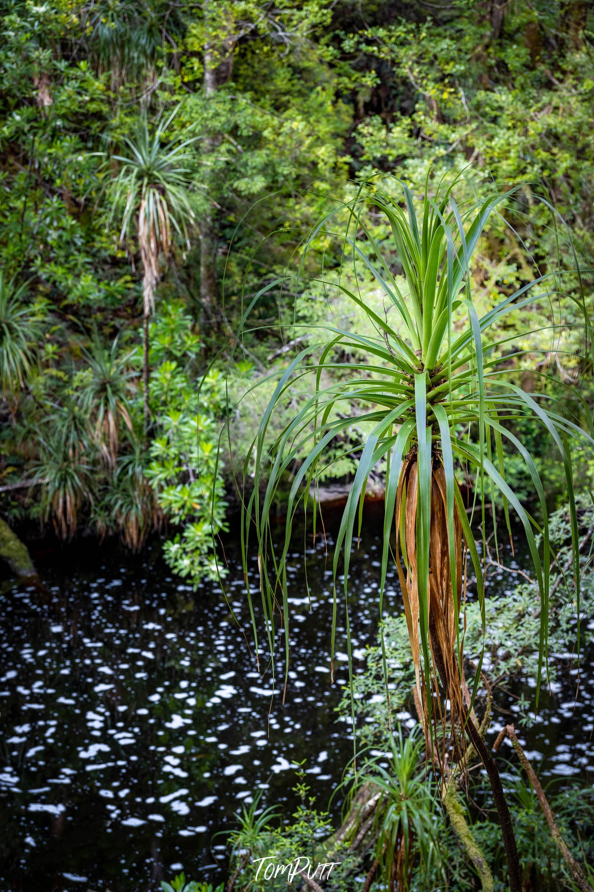 Pandani, The Franklin River No.21, Tasmania