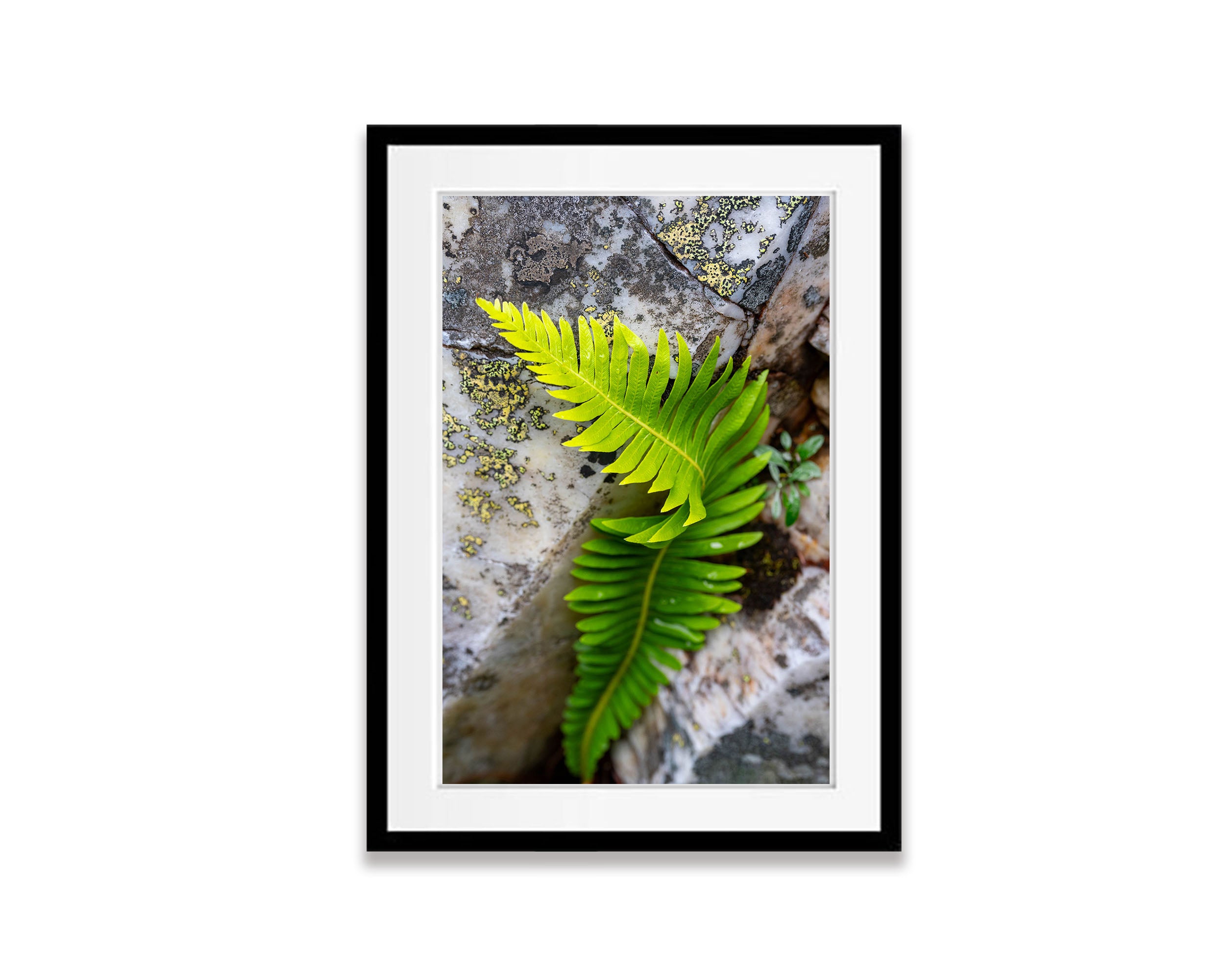 Delicate Fern, Franklin River, Tasmania