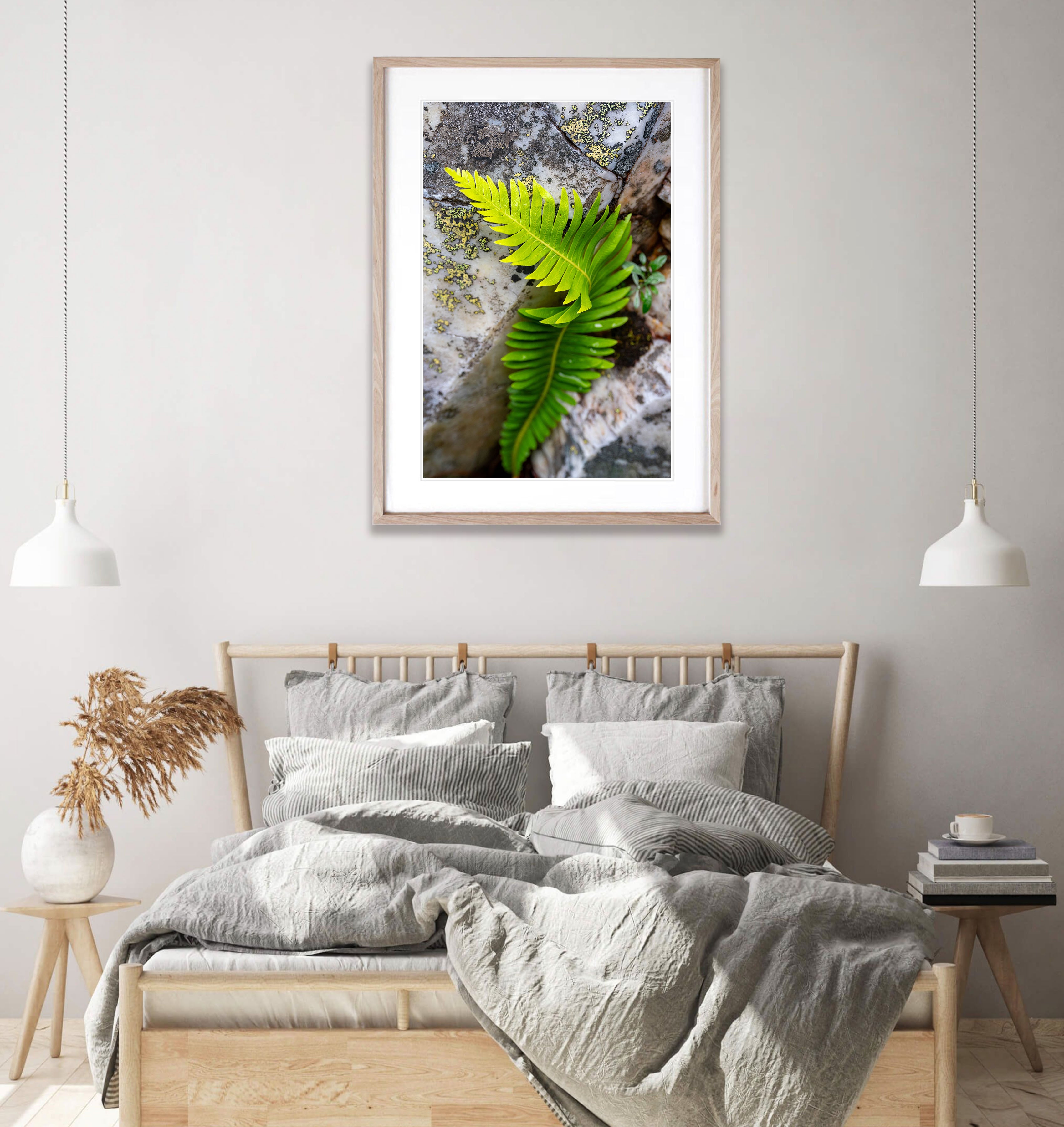 Delicate Fern, Franklin River, Tasmania