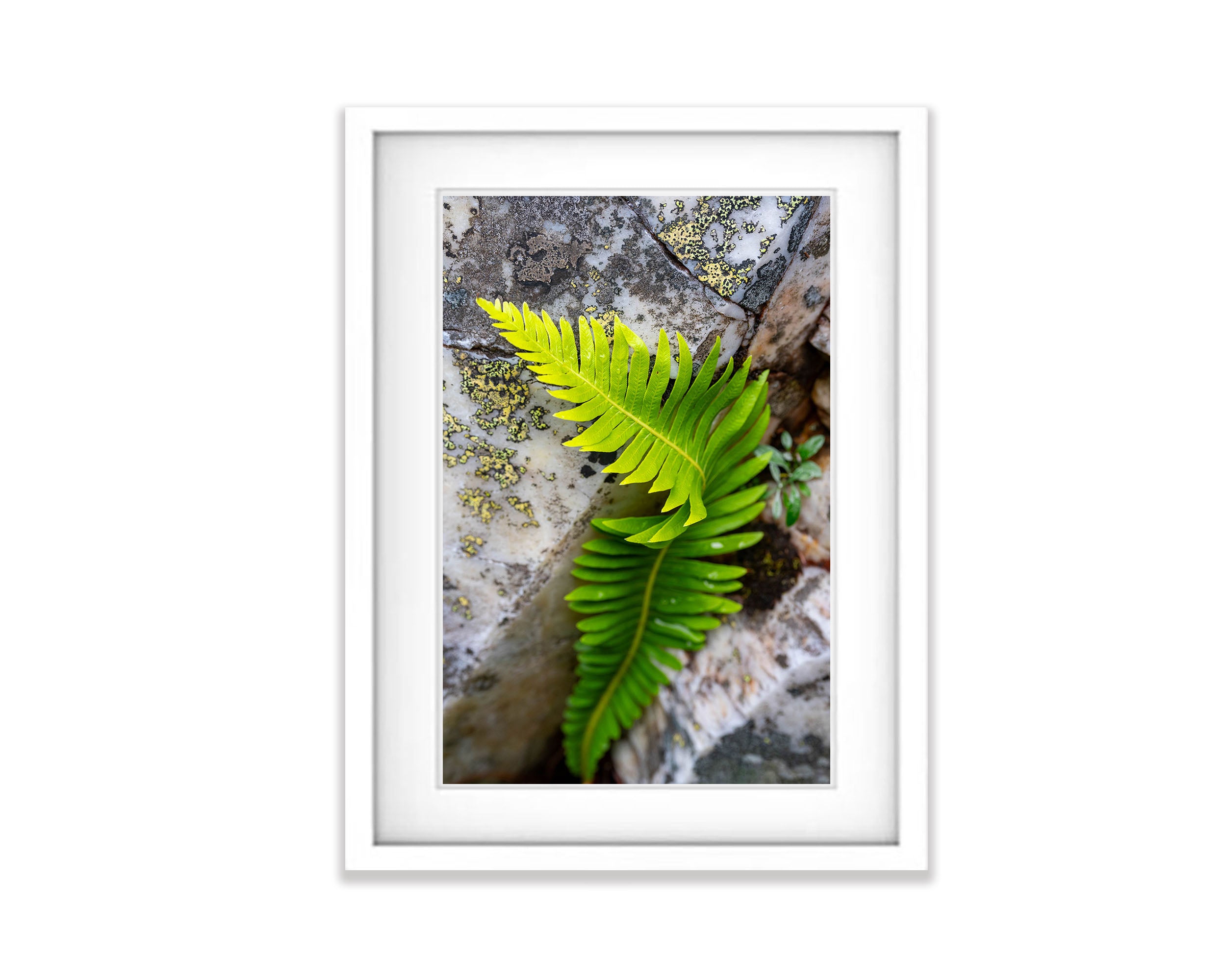 Delicate Fern, Franklin River, Tasmania