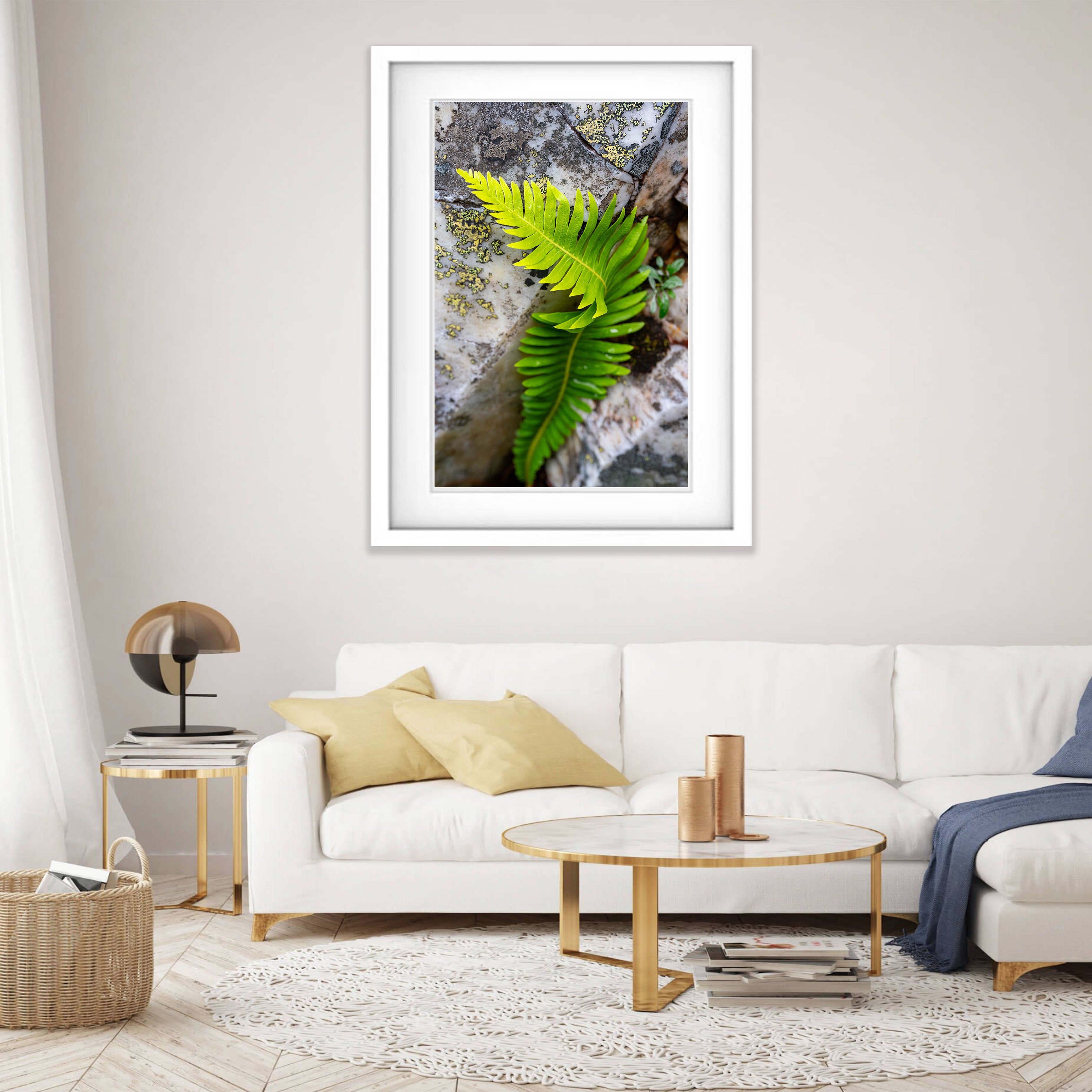 Delicate Fern, Franklin River, Tasmania