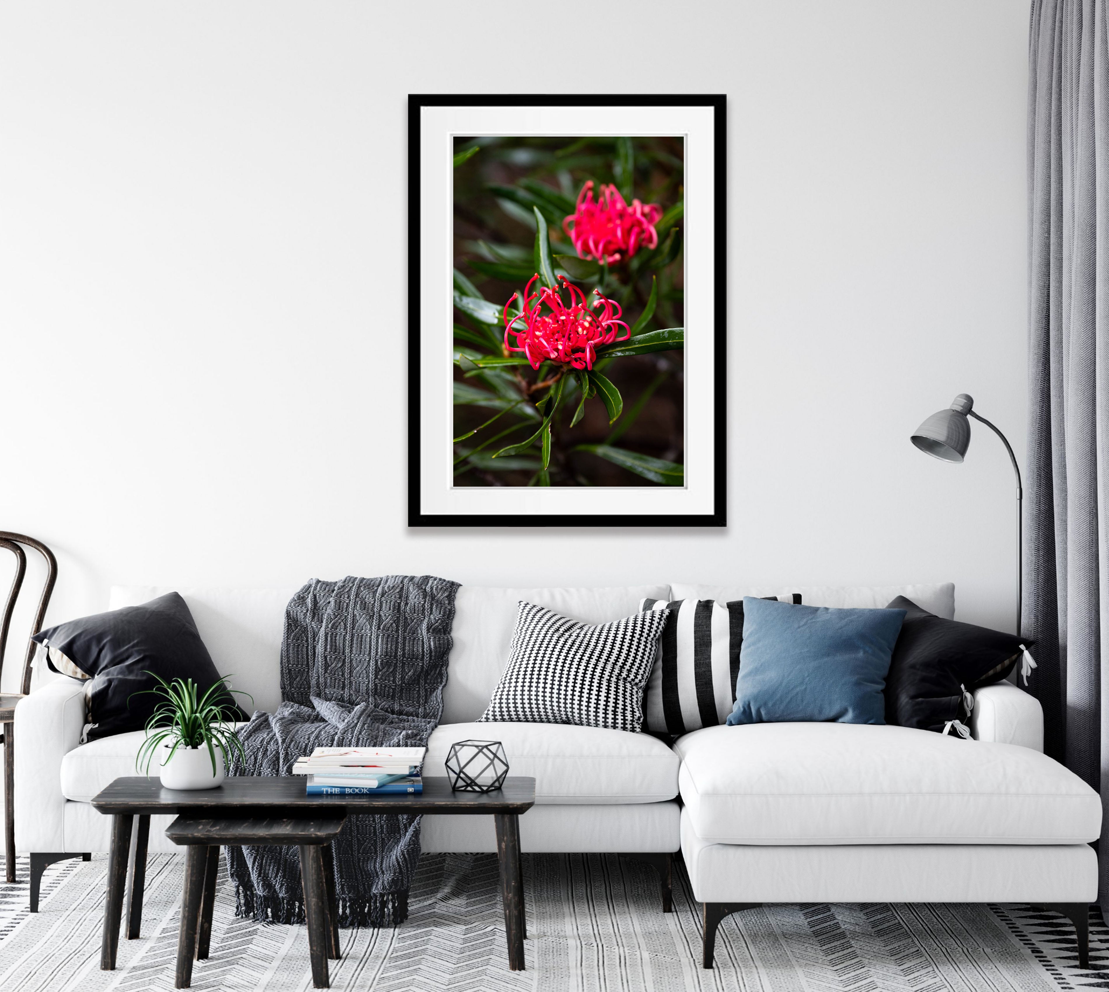 Waratah, Franklin River, Tasmania