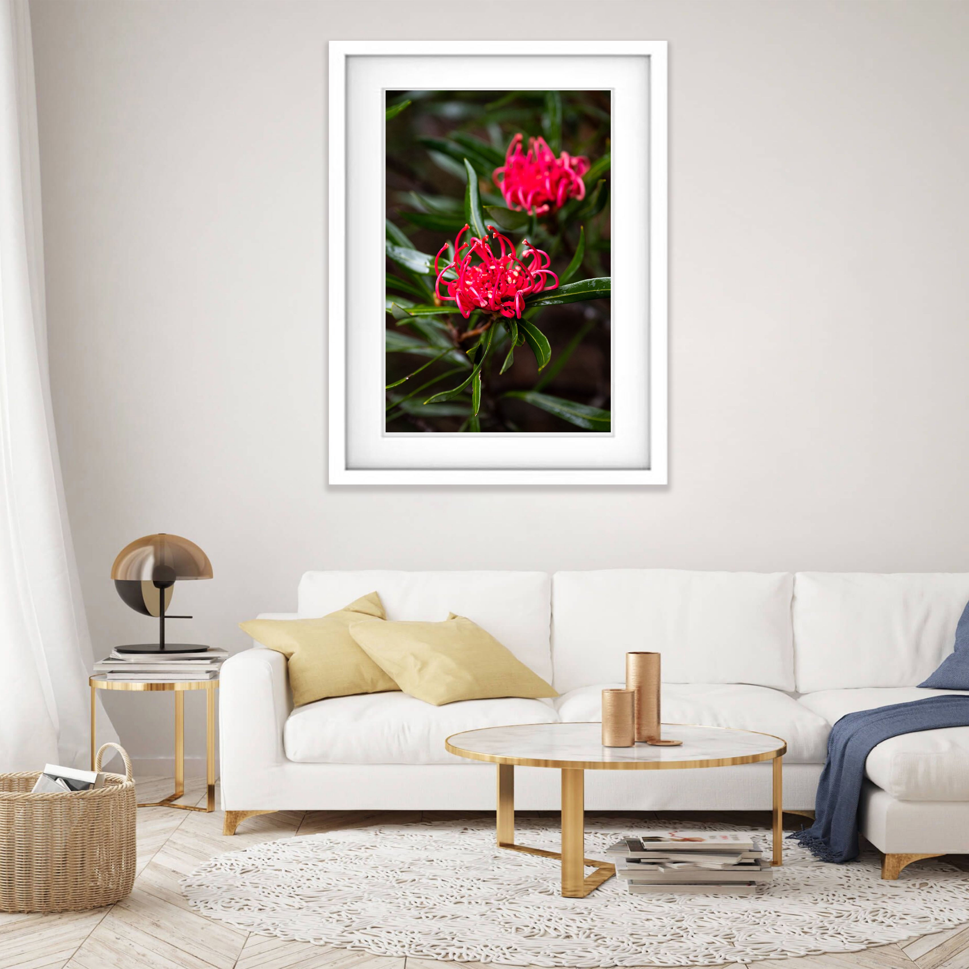 Waratah, Franklin River, Tasmania