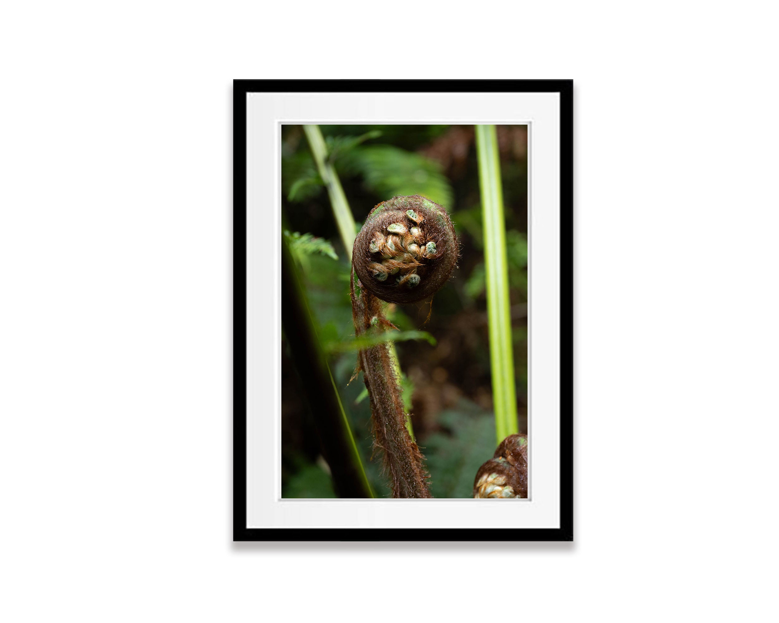 Fern Frond, Franklin River, Tasmania