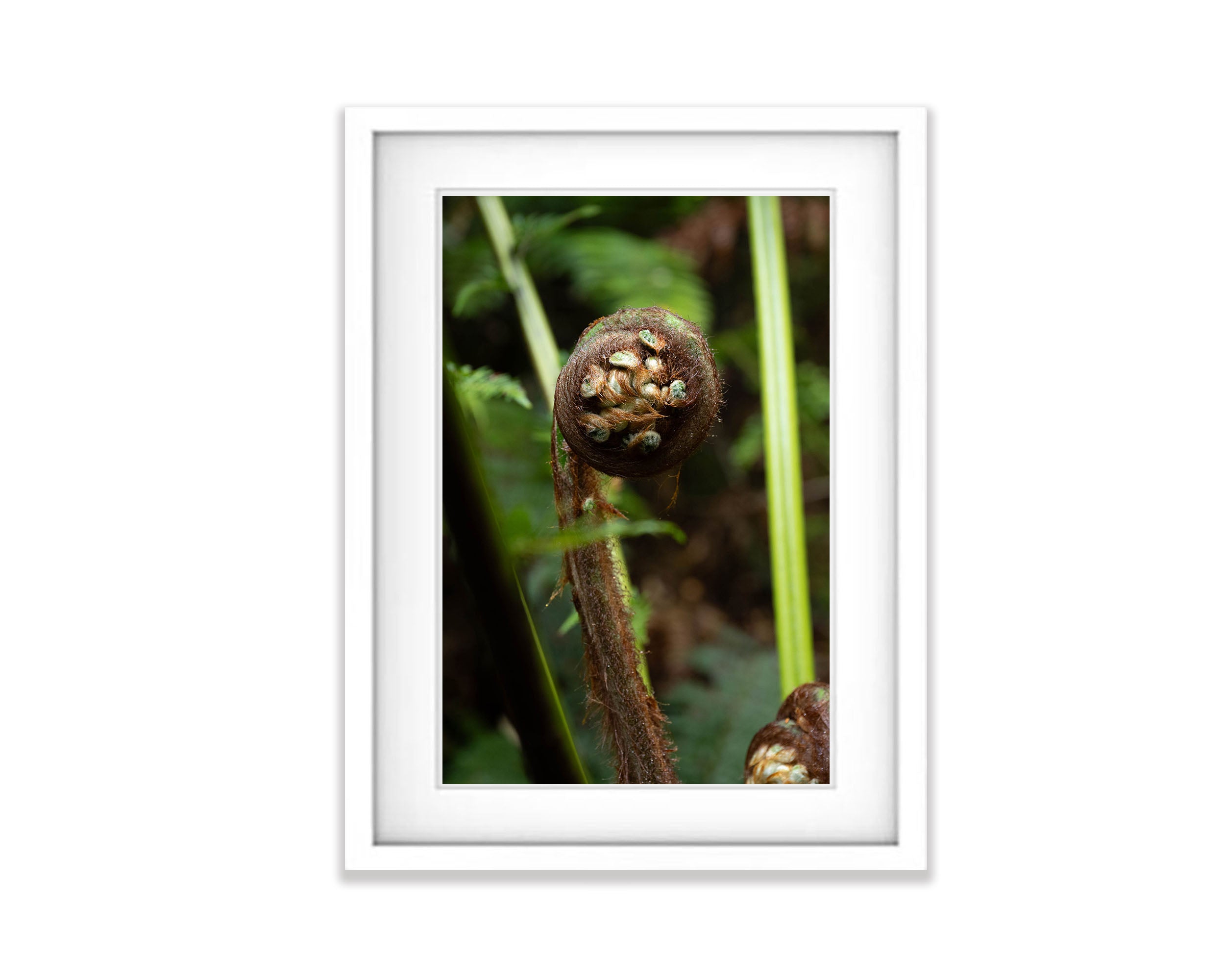 Fern Frond, Franklin River, Tasmania