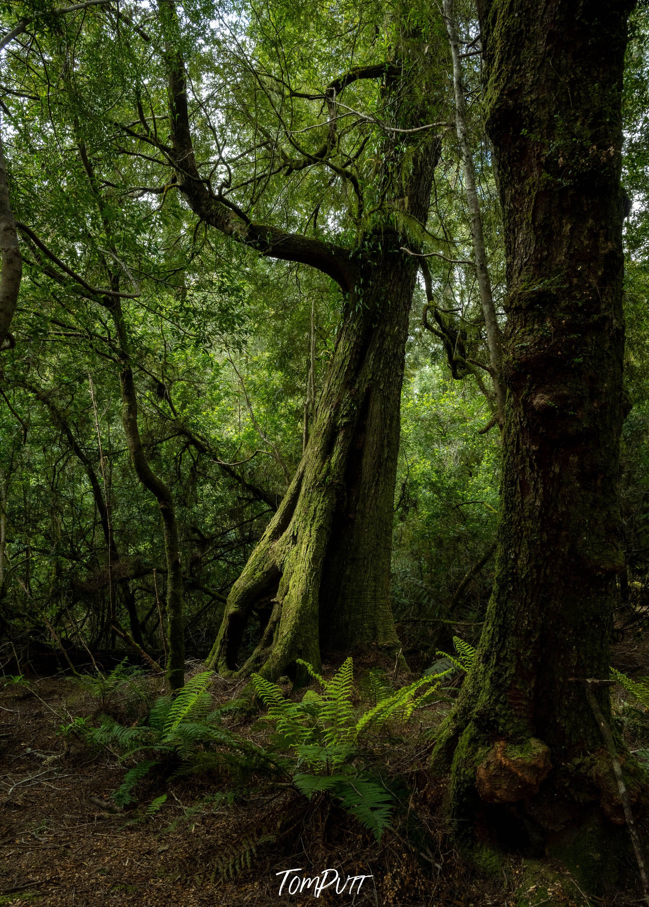 Giant Myrtle, Franklin River, Tasmania